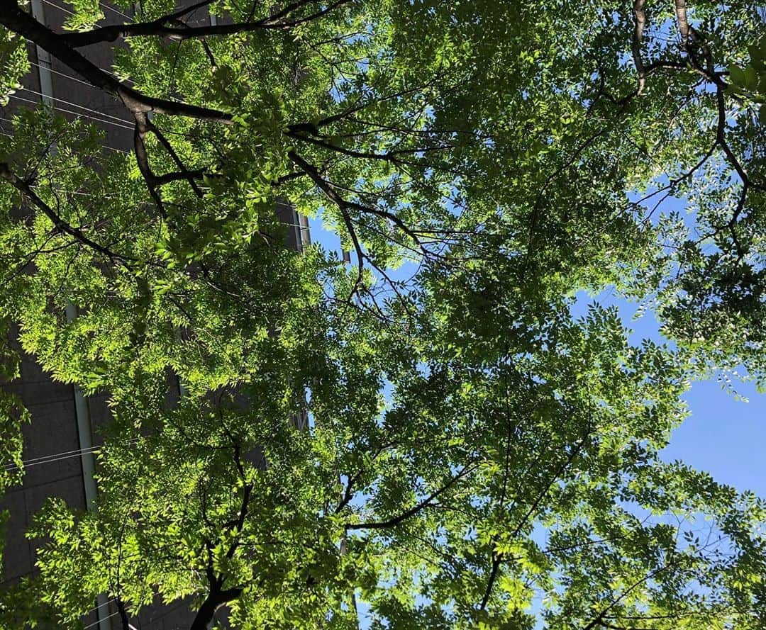 清水麻椰さんのインスタグラム写真 - (清水麻椰Instagram)「休憩時間に会社前のベンチで日向ぼっこ☀️ .  青い空、太陽、緑のそよ風  に、パワーをもらう  紗己子さん。🦔🌸 .  やっぱりお天気の日は最高ですね！ 外出時にはマスクをお忘れなく！  #まだまだ油断大敵　#socialdistancing  #免疫力を高めましょう  @sakiko_nojima」5月20日 20時40分 - mayasmz