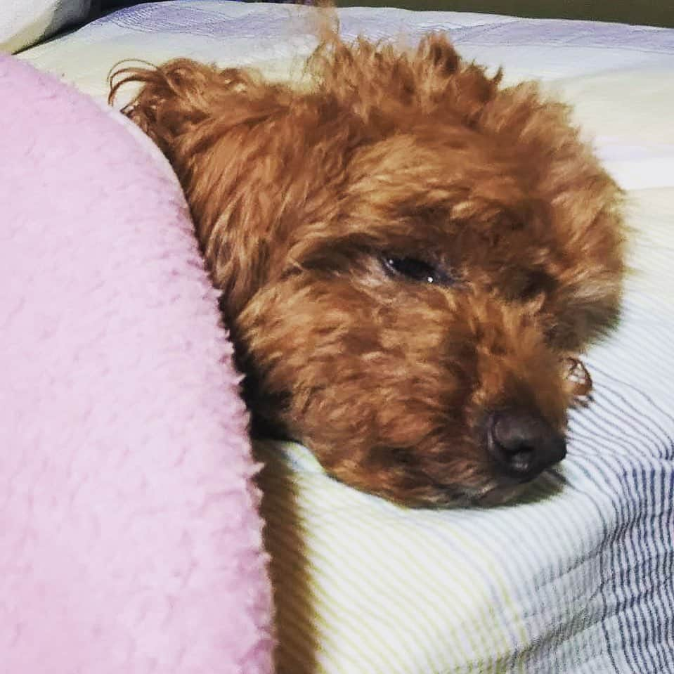 松本浩代さんのインスタグラム写真 - (松本浩代Instagram)「Good Night…😪 #茶々丸　#写真見て一言 #おもいつかない  #pet #toypoodle #hiroyomatsumoto」5月20日 20時50分 - hiroyo.destroy.matsumoto