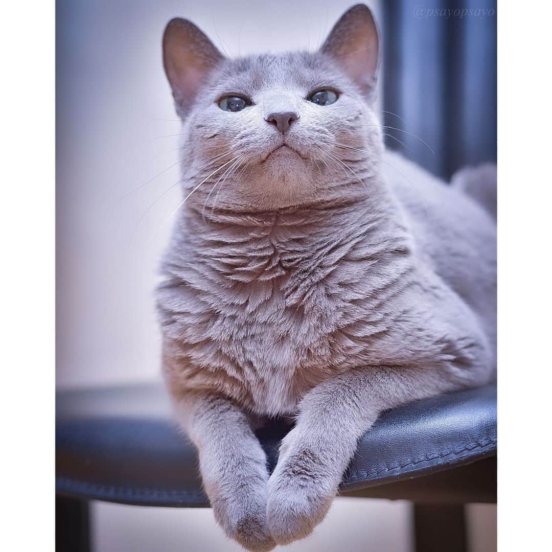 ❤?❤❤❤ Sayo ??❤?❤️❤️❤️のインスタグラム：「★ Happy Wednesday ★. . Are you enjoying your “stay home” 😸?. Me? Of course!! I mean, most cats never go out 😸. . みんな、”ステイホーム”を楽しんでる？？私？モチのロンよ！ってか、殆どの猫は外に出ないんだけどね〜😸. . . 😺  #weeklyfluff  #pets_perfection  #pets_of_our_world  #igersjp  #paw_smile_pictures #balousfriends #catstocker #nc_cuties #raw_pets #nekoclub #NECOくらぶ #jaw_dropping_shots #bestphoto_japan #IG_JAPAN #petoftoday #ビューティープロコンテスト  #PETS_iLLife  #catsofinstagram #みんねこ #猫とおうち時間  #ペットの笑顔はおうちの中から  #ロシアンブルー #ねこ #cat  #ハートワン動物病院きゅんきゅんフォトコンテスト」