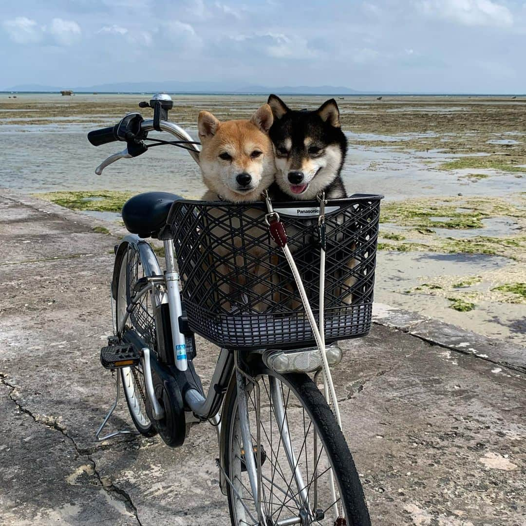 豆柴なつ&ふゆさんのインスタグラム写真 - (豆柴なつ&ふゆInstagram)「Let's cycling🚲😆💕 #tbt サイクリング🚲😆💕 #過去pic  #サイクリング　#cycling #柴犬#shiba #shibainu #shibaaaaainu  #shibalove#豆柴#mameshiba #japanesedog #시바이누  #CuteDogs #🐕📷 #dogstagram #dogoftheday #instadog#instashiba #柴犬マニア#shiba_snap #犬ら部 #犬バカ部 #ふわもこ部 #pecoいぬ部 #instafollow #柴#mofmo #west_dog_japan#proudshibas」5月20日 21時01分 - mameshiba.natsuinu56