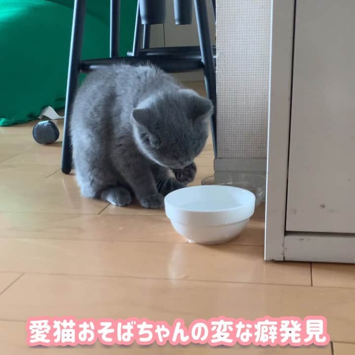 小鳥遊しほのインスタグラム：「さすがに面白すぎたから自分アカウントでも…最近いつも床がびしょびしょだった謎が解けた…どうやらいつもこの水の飲み方らしい…きゅんだなこりゃ  愛猫うどんとおそばです @oudon_and_osoba . . . #猫 #ねこ #子猫 #エキゾチックショートヘア #ブリティッシュショートヘア #うどんとおそば #猫のいる暮らし #にゃんすたぐらむ #oudon_and_osoba  #exoticshorthair #britishshorthair #kitten  #catstagram #cat #cats #Котёнок #Кошка #고양이 #catsglam」