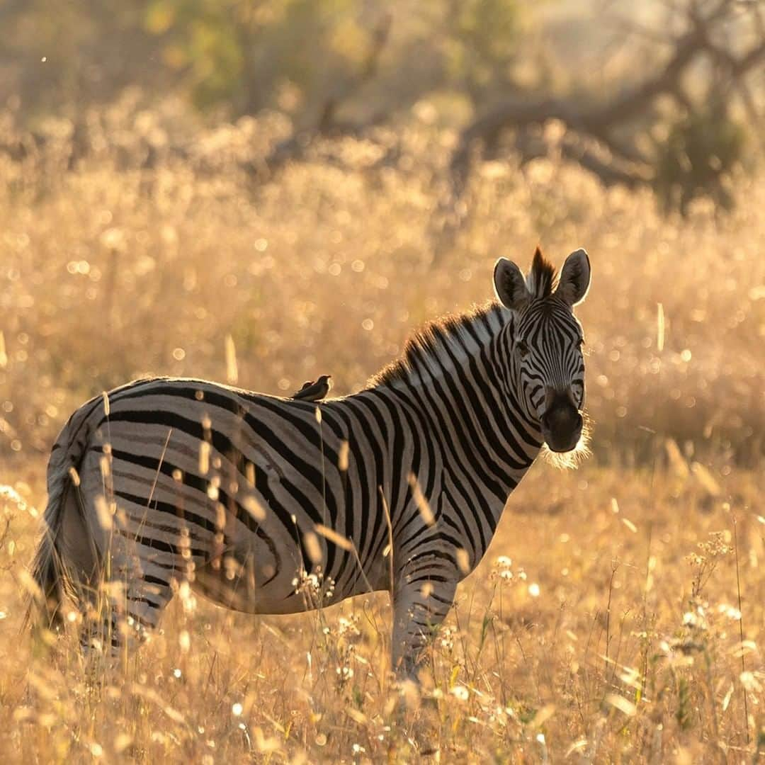 National Geographic Travelさんのインスタグラム写真 - (National Geographic TravelInstagram)「Photo by @daisygilardini | The Okavango Delta in Botswana is one of the Seven Natural Wonders of Africa, a UNESCO World Heritage site, and a photographer’s paradise. I simply love how the backlight catches the grass in the African savanna. It makes the entire scene glow, giving it a surreal, dreamy feel. Whenever I'm driving by a field of glowing grass, I instinctively look for any subjects that might happen to be grazing in it. As much as I love the backlit grass, as it creates that magical ambience, it can be a real pain when trying to get a clear view of the face of the subject without having a long stalk of grass right in the middle of it.  Follow me @DaisyGilardini for more images and stories behind the scenes. #africa #zebra #wildlifephotography #okavangodelta #botswana」5月20日 21時07分 - natgeotravel