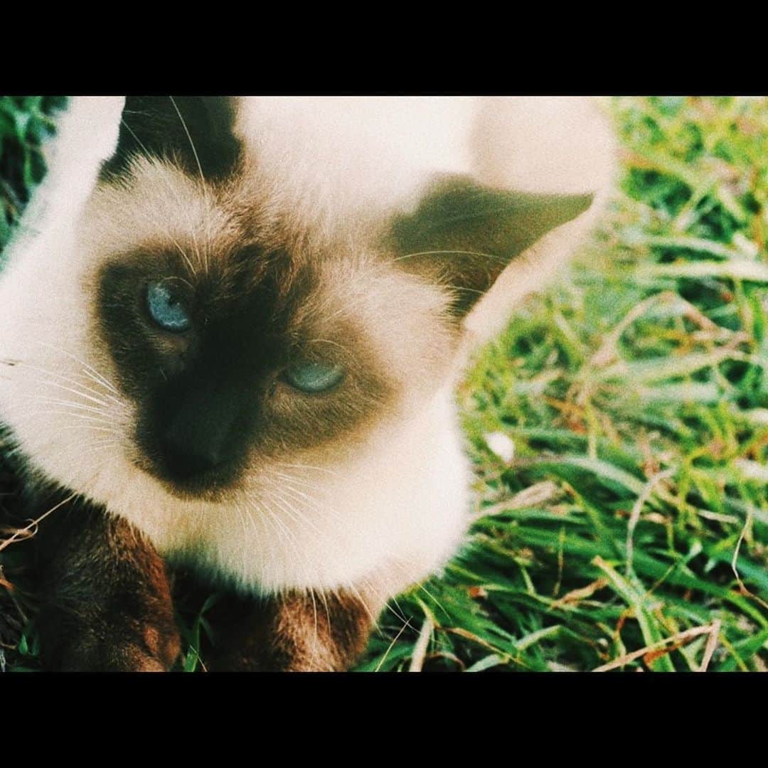 太田夢莉さんのインスタグラム写真 - (太田夢莉Instagram)「  #猫  #2年前に撮らせていただいた #お元気でしょうか  」5月20日 21時23分 - yustagram12