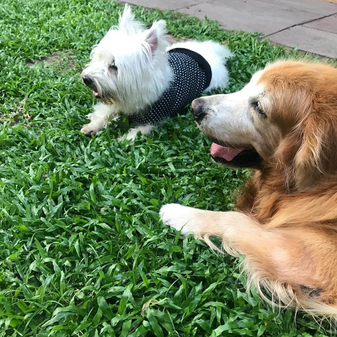Hoykong&Plamuekのインスタグラム：「Chilling  หอยโข่งปลาหมึกรับลมยามเย็นฮะ #hoykongplamuek」