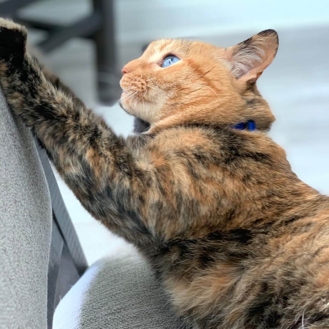 Venus Cat さんのインスタグラム写真 - (Venus Cat Instagram)「Imagine if my face was all orange! 🧡🧡」5月20日 21時29分 - venustwofacecat