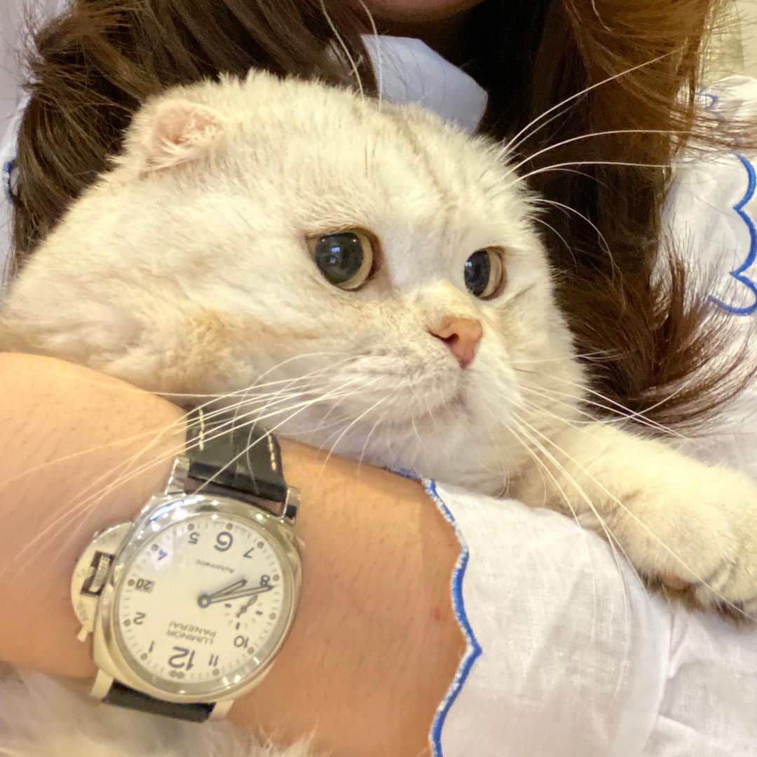 Haruのインスタグラム：「Chubby cheeks 🐷 #haruthecat #luca #รุจิ๋วที่ไม่จิ๋วแล้ว」