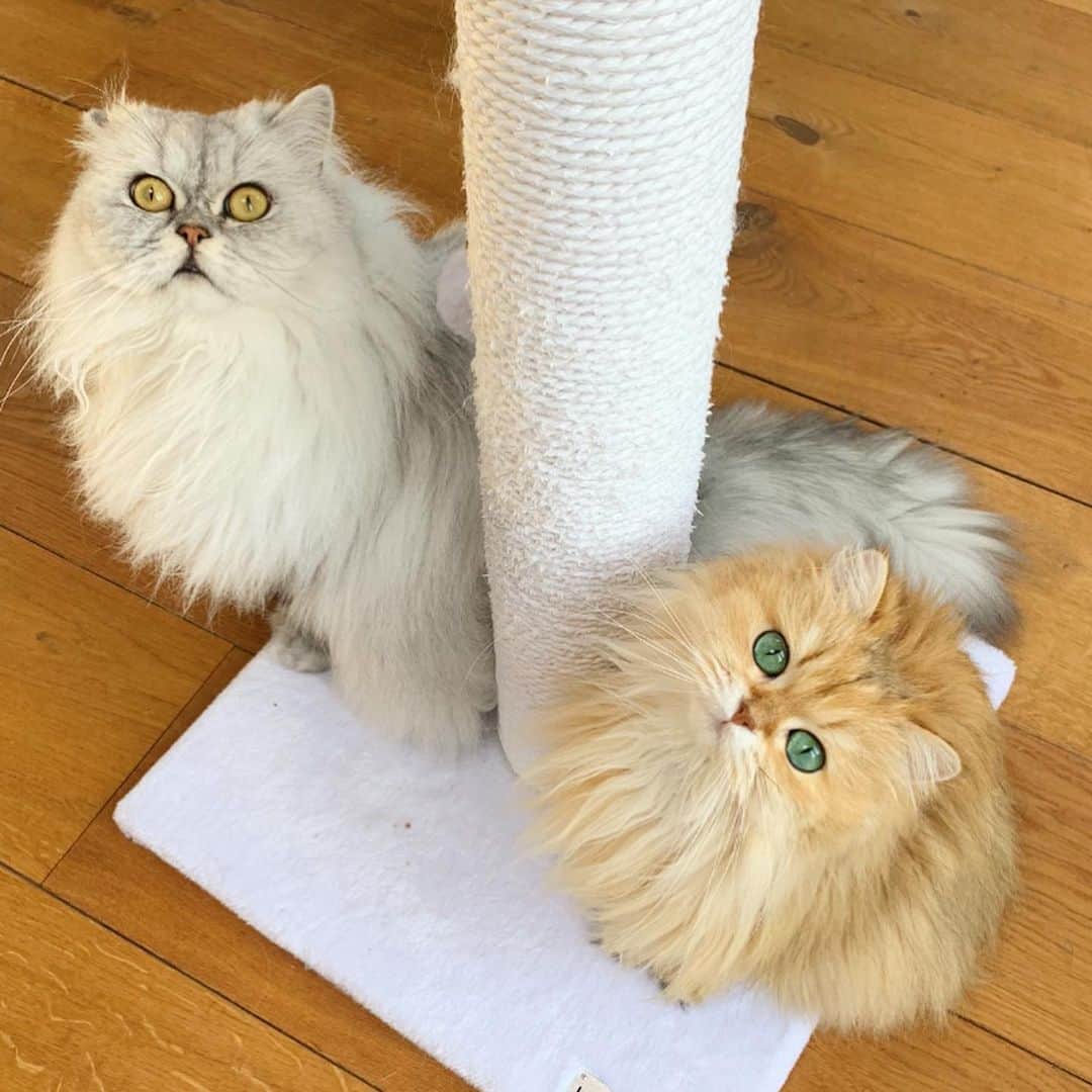 のインスタグラム：「Happy 4th birthday, Milkshake! 🎉」