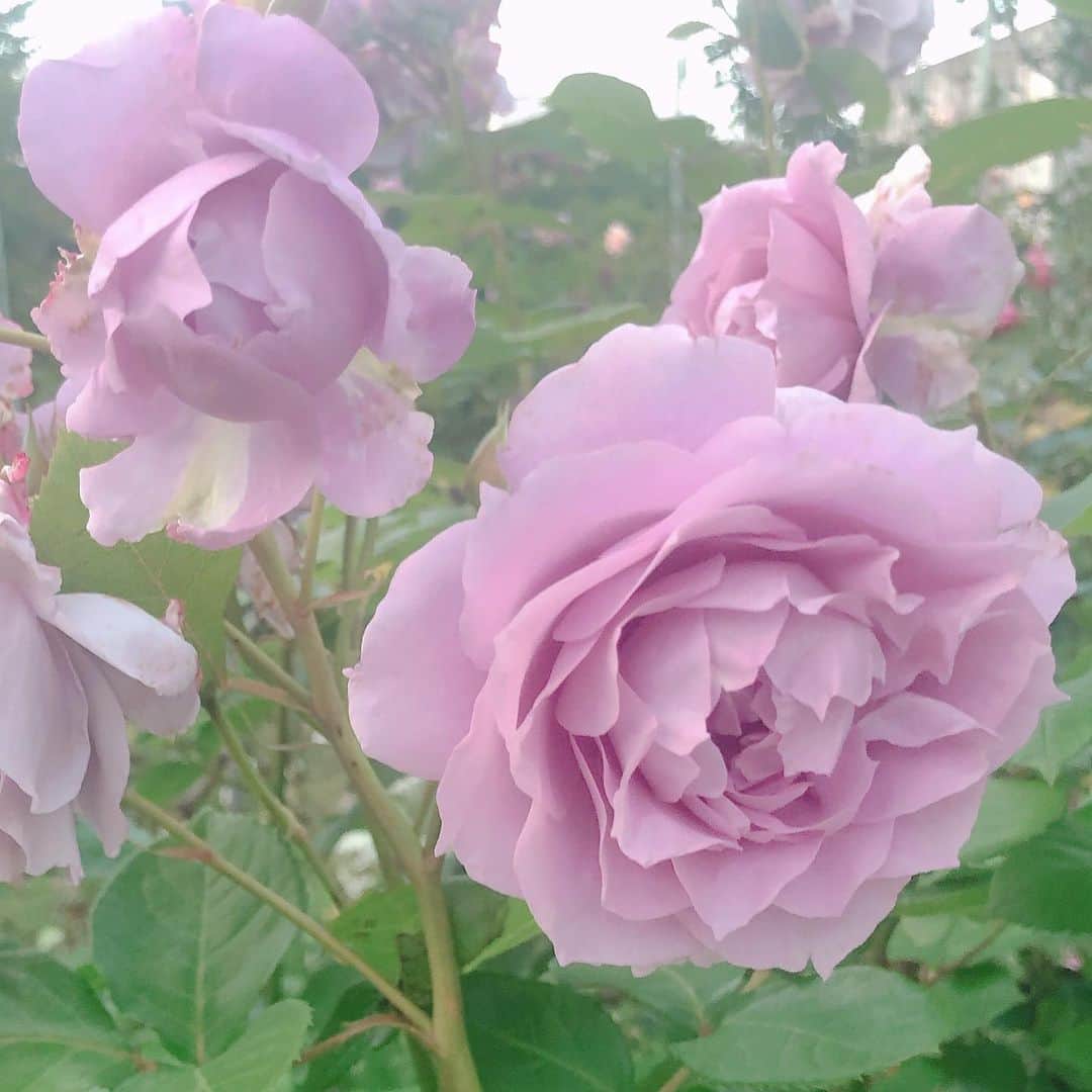 YU-RIのインスタグラム：「🌹💫 少しの晴れ間でやっとお散歩できたので お花博士シリーズ👩‍🎓 今回はノヴァーリスです。 藤色に見えますが 青い薔薇に分類されるみたい🌹  アジサイやアヤメなど、自然界に青い花はいくつもありますが、バラだけは長い間、青い色は存在しないといわれていました。 そのため、青いバラの花言葉は「不可能」、「存在しないもの」など、マイナスのイメージでした。 しかし、2002年、バイオテクノロジーの力によって、日本の研究者たちが遺伝子の組み替えによって、ついに、世界初の青いバラを誕生させました。 そして花言葉は「夢かなう」に変わったそうです。  新しい挑戦をする友人に　 プレゼントしたい薔薇ですね  #loveislove#loveislove#loveislove 🌈」
