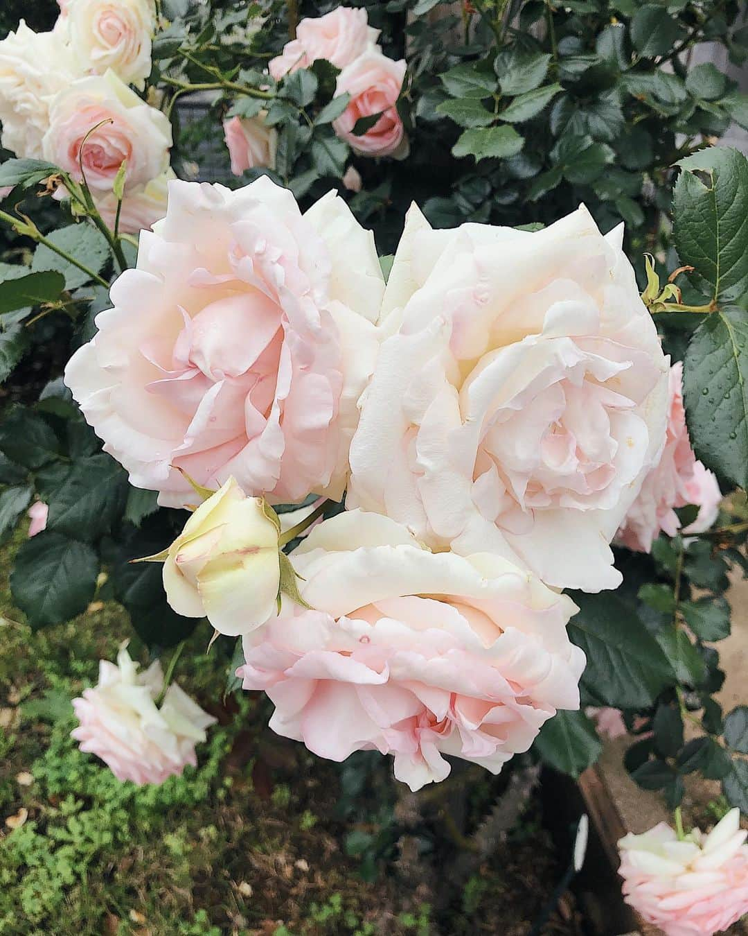 Julia Castroさんのインスタグラム写真 - (Julia CastroInstagram)「🌹🌹🌹 この薔薇を見て、将来絶対お家の庭にこの色の薔薇を植えたいなと思った🐇 色んな花を咲かせられる庭を作りたいな🌳 . #pink #rose #beautiful #flowers #flower #garden #rosegarden #nature #green #myfavorite #pics #photography  #薔薇 #花 #植物 #自然 #緑 #地球 #ピンク #バラ #色 #薔薇園 #綺麗  #白薔薇 #散歩 #julistagram」5月20日 22時05分 - julia.c.0209