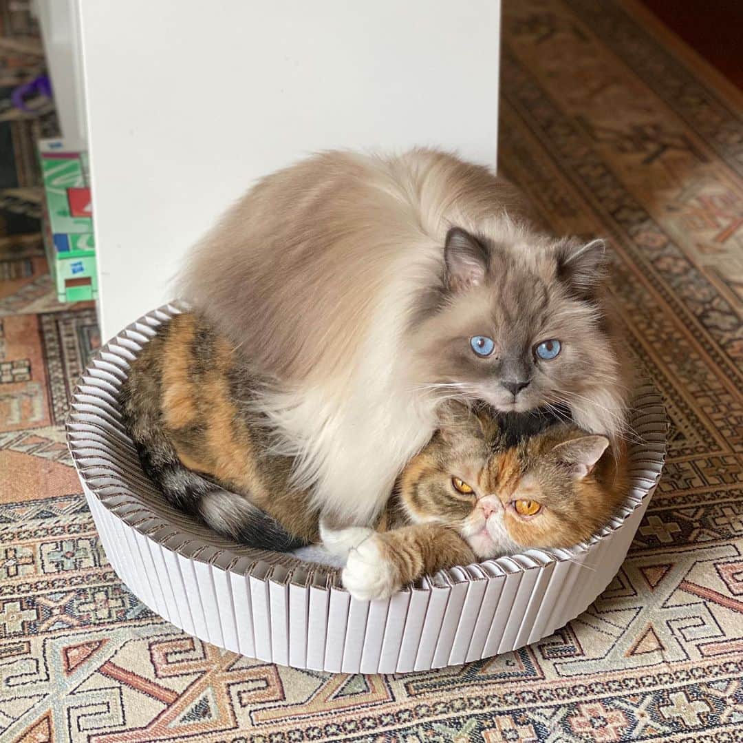 Tinaのインスタグラム：「When there’s only one best spot in the house and you try to share it.  Swipe left for a video. 🤣 @katris_cat」