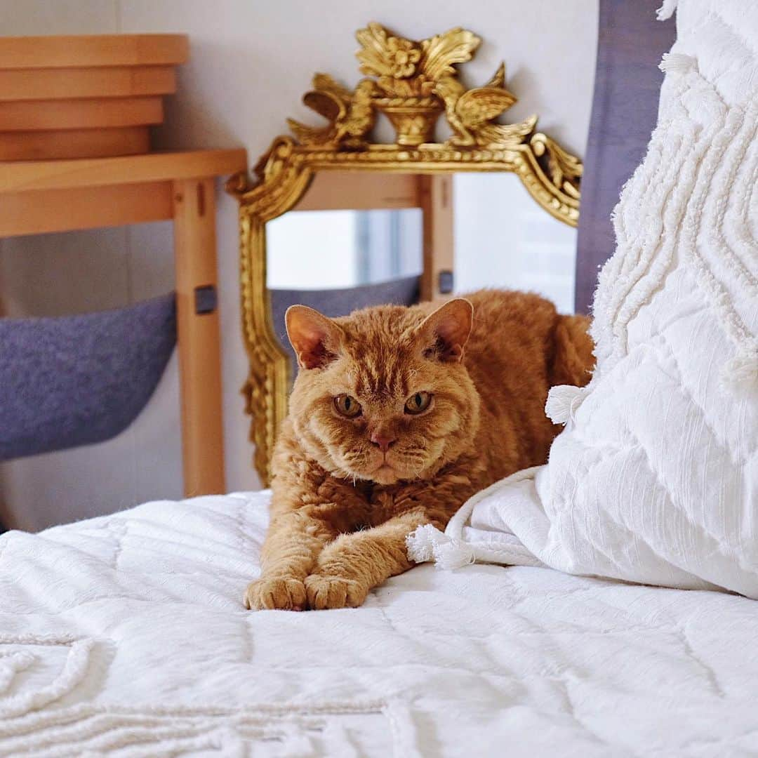 ギネス & ピムスさんのインスタグラム写真 - (ギネス & ピムスInstagram)「20/05/2020 Happy Wednesday! ・ An antique mirror bought in the UK as a memory now sits proudly in the bedroom. Have a good day everyone! ・ ・ イギリスの アンティークマーケットで買った鏡。 掛けられるようになってるものの めちゃくちゃ重いので 立てかけて、 ベッドとねこ家具で固定するという 荒業。笑 ベッドはロンドンのお家と 同じ大きさにしたので、 ベッドリネンは向こうで買った物をしばらく使えそう。 ・ ・ #ギネスくん #ピムスくん #ギネピムと凪くん  #1yearold #1歳 #1歳5ヶ月 #babyboy #男の子ベビー #赤ちゃんのいる生活 #赤ちゃんのいる暮らし #赤ちゃんと猫 #猫と赤ちゃん#おうち時間」5月20日 22時43分 - rina_takei