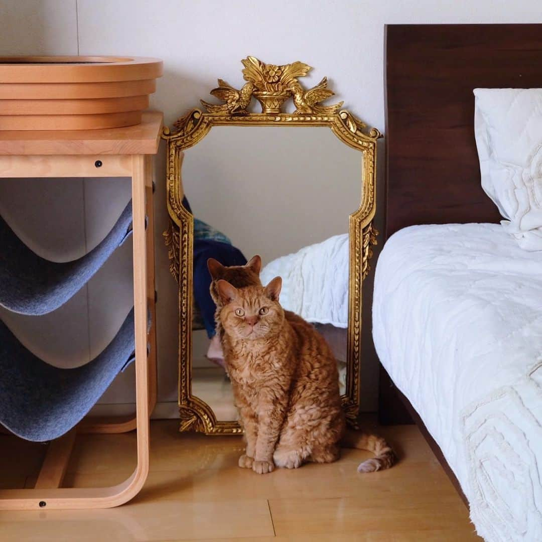 ギネス & ピムスさんのインスタグラム写真 - (ギネス & ピムスInstagram)「20/05/2020 Happy Wednesday! ・ An antique mirror bought in the UK as a memory now sits proudly in the bedroom. Have a good day everyone! ・ ・ イギリスの アンティークマーケットで買った鏡。 掛けられるようになってるものの めちゃくちゃ重いので 立てかけて、 ベッドとねこ家具で固定するという 荒業。笑 ベッドはロンドンのお家と 同じ大きさにしたので、 ベッドリネンは向こうで買った物をしばらく使えそう。 ・ ・ #ギネスくん #ピムスくん #ギネピムと凪くん  #1yearold #1歳 #1歳5ヶ月 #babyboy #男の子ベビー #赤ちゃんのいる生活 #赤ちゃんのいる暮らし #赤ちゃんと猫 #猫と赤ちゃん#おうち時間」5月20日 22時43分 - rina_takei