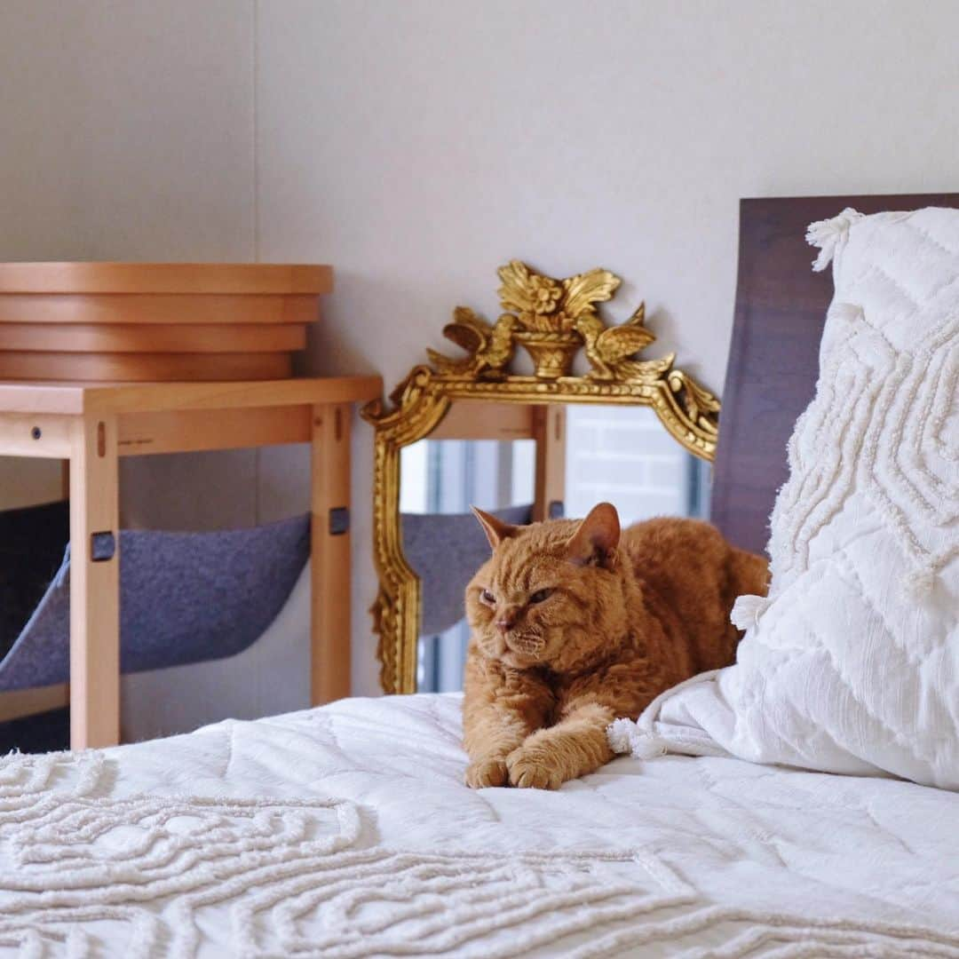 ギネス & ピムスさんのインスタグラム写真 - (ギネス & ピムスInstagram)「20/05/2020 Happy Wednesday! ・ An antique mirror bought in the UK as a memory now sits proudly in the bedroom. Have a good day everyone! ・ ・ イギリスの アンティークマーケットで買った鏡。 掛けられるようになってるものの めちゃくちゃ重いので 立てかけて、 ベッドとねこ家具で固定するという 荒業。笑 ベッドはロンドンのお家と 同じ大きさにしたので、 ベッドリネンは向こうで買った物をしばらく使えそう。 ・ ・ #ギネスくん #ピムスくん #ギネピムと凪くん  #1yearold #1歳 #1歳5ヶ月 #babyboy #男の子ベビー #赤ちゃんのいる生活 #赤ちゃんのいる暮らし #赤ちゃんと猫 #猫と赤ちゃん#おうち時間」5月20日 22時43分 - rina_takei