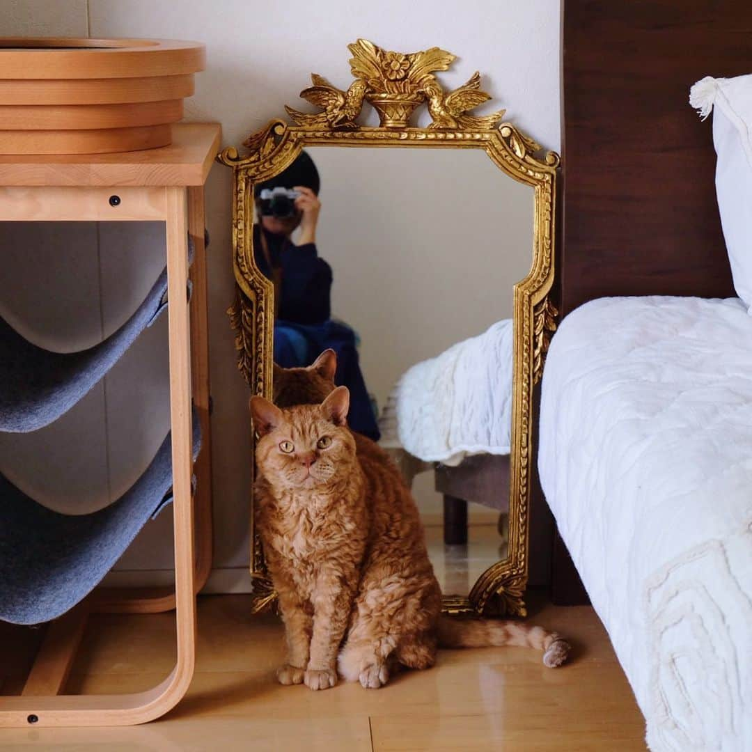 ギネス & ピムスさんのインスタグラム写真 - (ギネス & ピムスInstagram)「20/05/2020 Happy Wednesday! ・ An antique mirror bought in the UK as a memory now sits proudly in the bedroom. Have a good day everyone! ・ ・ イギリスの アンティークマーケットで買った鏡。 掛けられるようになってるものの めちゃくちゃ重いので 立てかけて、 ベッドとねこ家具で固定するという 荒業。笑 ベッドはロンドンのお家と 同じ大きさにしたので、 ベッドリネンは向こうで買った物をしばらく使えそう。 ・ ・ #ギネスくん #ピムスくん #ギネピムと凪くん  #1yearold #1歳 #1歳5ヶ月 #babyboy #男の子ベビー #赤ちゃんのいる生活 #赤ちゃんのいる暮らし #赤ちゃんと猫 #猫と赤ちゃん#おうち時間」5月20日 22時43分 - rina_takei