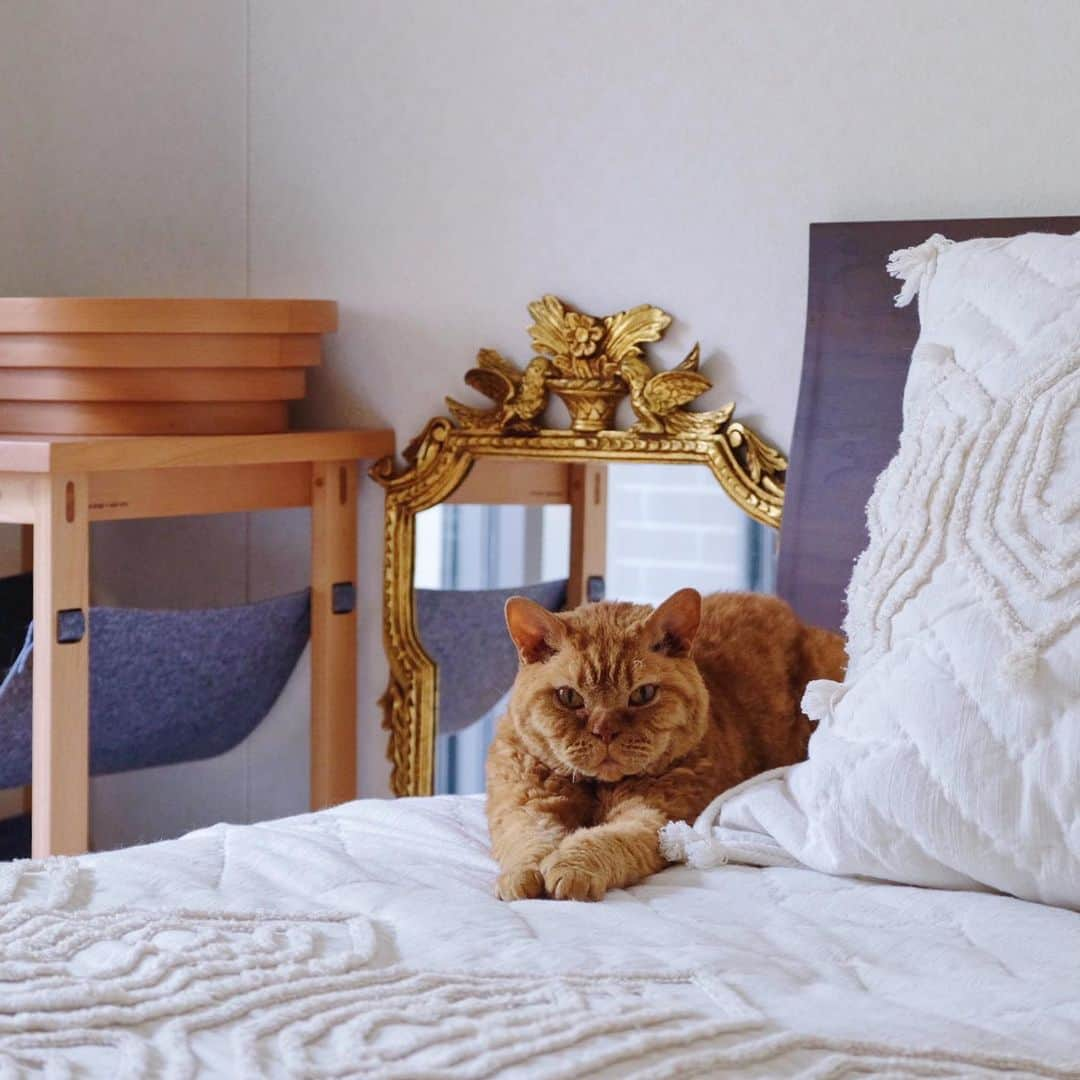 ギネス & ピムスさんのインスタグラム写真 - (ギネス & ピムスInstagram)「20/05/2020 Happy Wednesday! ・ An antique mirror bought in the UK as a memory now sits proudly in the bedroom. Have a good day everyone! ・ ・ イギリスの アンティークマーケットで買った鏡。 掛けられるようになってるものの めちゃくちゃ重いので 立てかけて、 ベッドとねこ家具で固定するという 荒業。笑 ベッドはロンドンのお家と 同じ大きさにしたので、 ベッドリネンは向こうで買った物をしばらく使えそう。 ・ ・ #ギネスくん #ピムスくん #ギネピムと凪くん  #1yearold #1歳 #1歳5ヶ月 #babyboy #男の子ベビー #赤ちゃんのいる生活 #赤ちゃんのいる暮らし #赤ちゃんと猫 #猫と赤ちゃん#おうち時間」5月20日 22時43分 - rina_takei