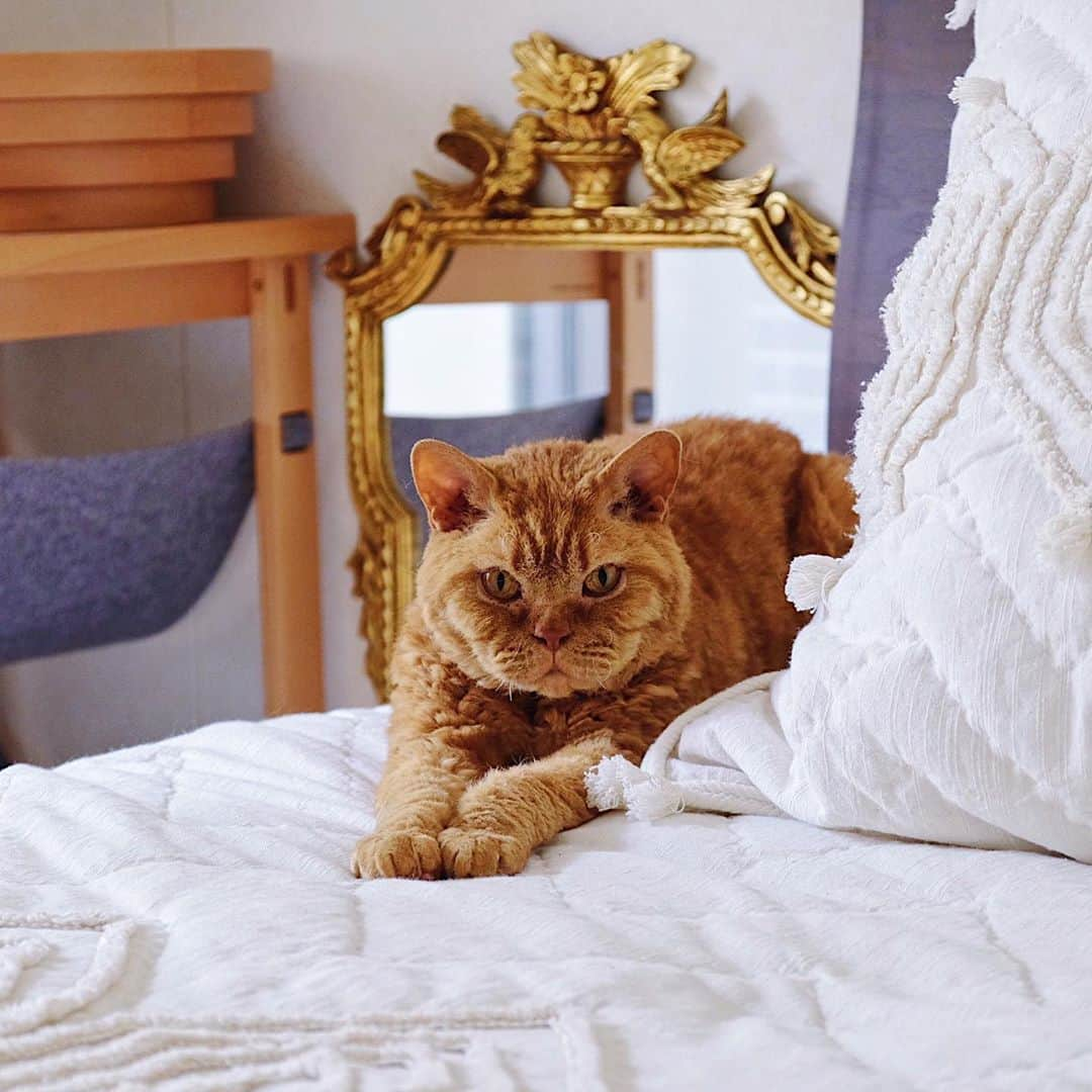 ギネス & ピムスのインスタグラム：「20/05/2020 Happy Wednesday! ・ An antique mirror bought in the UK as a memory now sits proudly in the bedroom. Have a good day everyone! ・ ・ イギリスの アンティークマーケットで買った鏡。 掛けられるようになってるものの めちゃくちゃ重いので 立てかけて、 ベッドとねこ家具で固定するという 荒業。笑 ベッドはロンドンのお家と 同じ大きさにしたので、 ベッドリネンは向こうで買った物をしばらく使えそう。 ・ ・ #ギネスくん #ピムスくん #ギネピムと凪くん  #1yearold #1歳 #1歳5ヶ月 #babyboy #男の子ベビー #赤ちゃんのいる生活 #赤ちゃんのいる暮らし #赤ちゃんと猫 #猫と赤ちゃん#おうち時間」