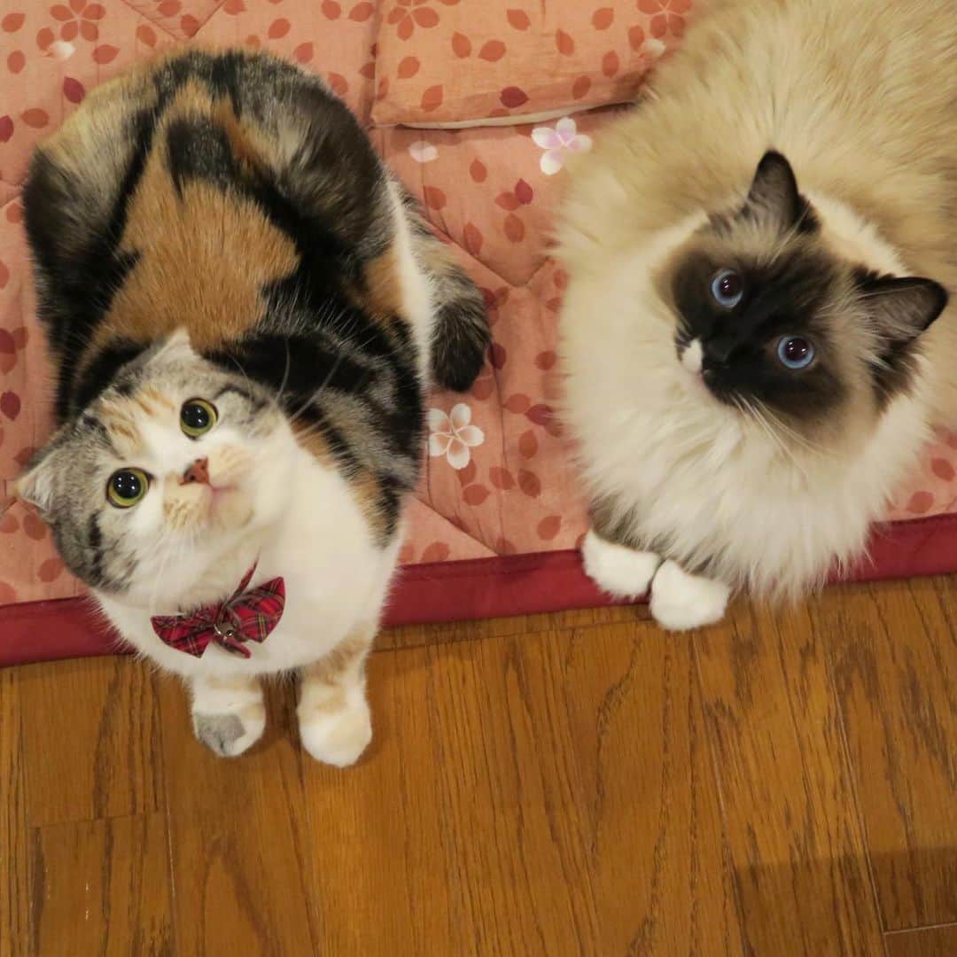 takegaeruのインスタグラム：「過去写真でおやすみにゃさい🌛 #goodnight  #cat #scottishfold #猫 #スコティッシュフォールド #三毛スコ友の会 #ragdoll #ラグドール #ホワイトポッチーズ」