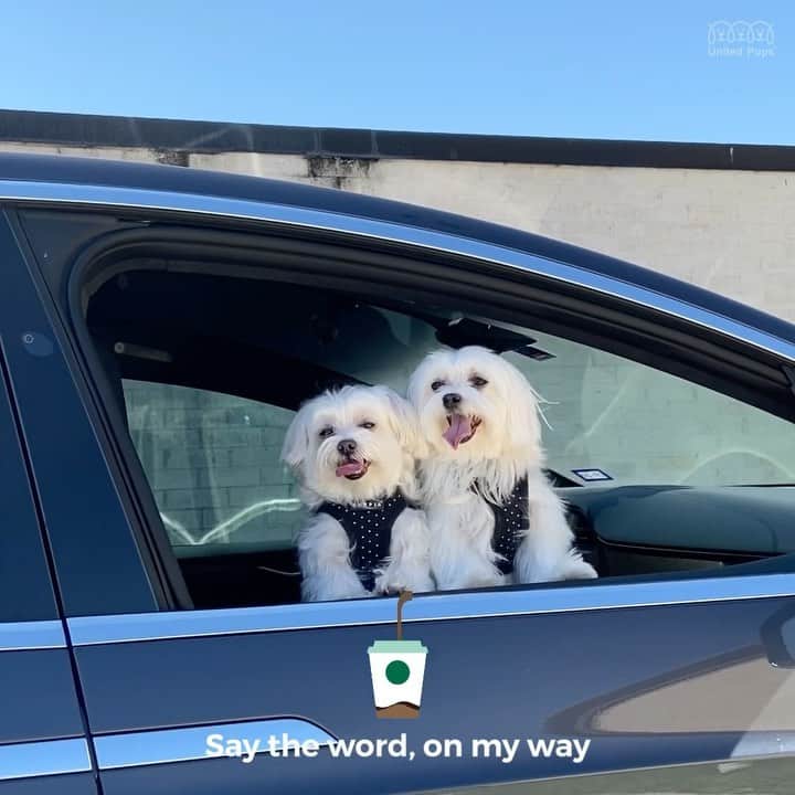 のインスタグラム：「We haven’t had Starbarks in furever! 😋 ・・・ #starbucks @starbucks #puppuccino#starbuckscoffee#starbucks☕️#ilovestarbucks#pupcup#starbuckssecretmenu #drivethru#puppylicious#livingmybestlife#twodogs#doggietreats#dogtreat#dogtreats#dogcoffee#justinbieber#justinbieberyummy#justinbiebersongs#dogvideo#viralvideo#buzzfeedvideo#funnyvideo#funnydogvideo#puppyvideos#malteselove#maltesegram#maltesedog#malteselife#malteselovers#malteseofinstagram」