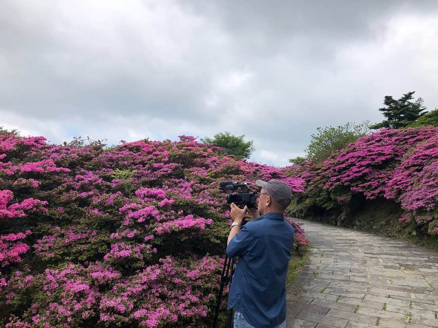 藤坂奈央さんのインスタグラム写真 - (藤坂奈央Instagram)「. 今日は朝早く出発し 雲仙・仁田峠のミヤマキリシマの取材へ✨ 今まさに見頃！ 一面美しく咲き誇る姿に癒されました☺️ 帰りは小浜ちゃんぽんを食べて 短い時間でしたが雲仙を満喫しましたよ〜🥢 . 雲仙市では現在 市民限定で 市内のホテルや旅館の宿泊費を 半額補助するキャンペーン中だそうです！ ああ、雲仙市民の方うらやましい…♨️ . #雲仙 #仁田峠 #ミヤマキリシマ #長崎 #nagasakigram #温泉 #小浜ちゃんぽん #取材ランチ #Jチャン長崎 #アナウンサー #藤坂奈央」5月20日 23時05分 - naofujisaka_
