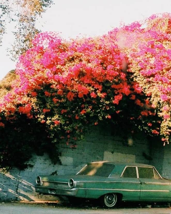 カレントエリオットのインスタグラム：「big bloom energy 📷: @justinablakeney」