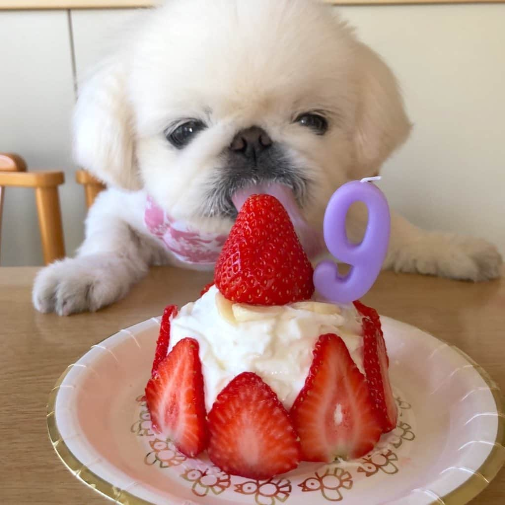 こなつさんのインスタグラム写真 - (こなつInstagram)「🐣5月20日🐶🎂🎉 こなつ9歳になりました٩꒰｡•◡•｡꒱۶ これからも健康に気をつけて﻿ 元気いっぱいにーずの楽しい﻿ 毎日を一緒に過ごそうね🐶❤️🌈﻿﻿ ﻿ いつもありがとう💓こなっちゃん😉❤️﻿」5月20日 23時14分 - nattsxx