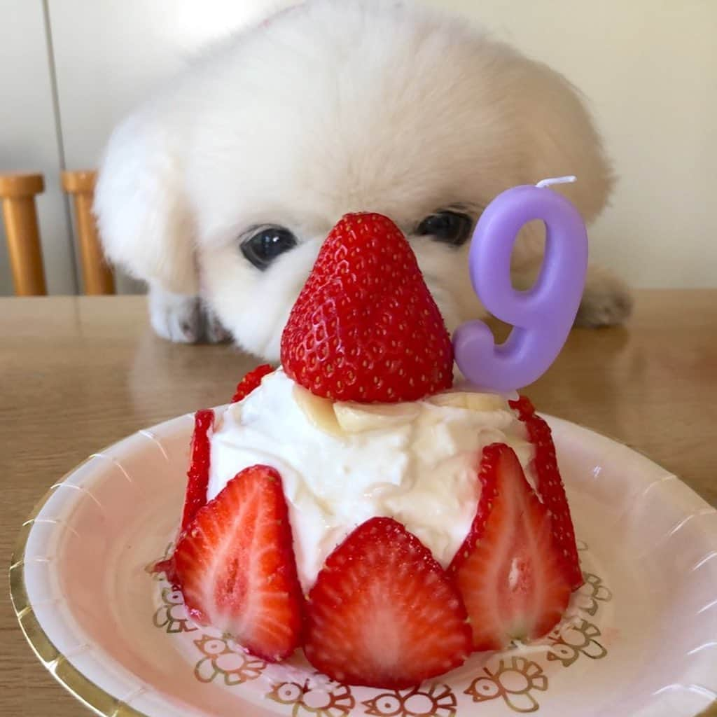 こなつさんのインスタグラム写真 - (こなつInstagram)「🐣5月20日🐶🎂🎉 こなつ9歳になりました٩꒰｡•◡•｡꒱۶ これからも健康に気をつけて﻿ 元気いっぱいにーずの楽しい﻿ 毎日を一緒に過ごそうね🐶❤️🌈﻿﻿ ﻿ いつもありがとう💓こなっちゃん😉❤️﻿」5月20日 23時14分 - nattsxx