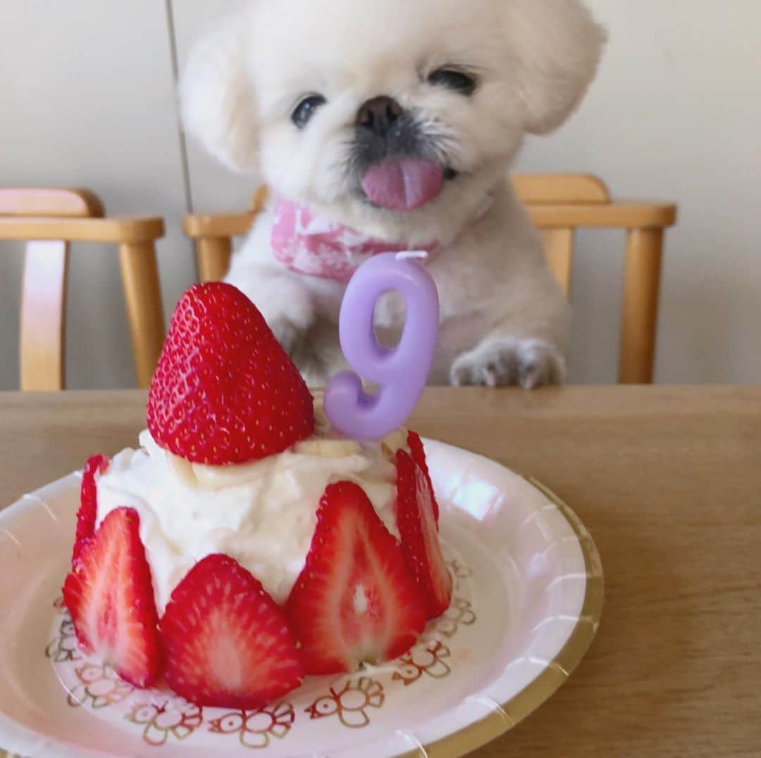 こなつのインスタグラム：「🐣5月20日🐶🎂🎉 こなつ9歳になりました٩꒰｡•◡•｡꒱۶ これからも健康に気をつけて﻿ 元気いっぱいにーずの楽しい﻿ 毎日を一緒に過ごそうね🐶❤️🌈﻿﻿ ﻿ いつもありがとう💓こなっちゃん😉❤️﻿」