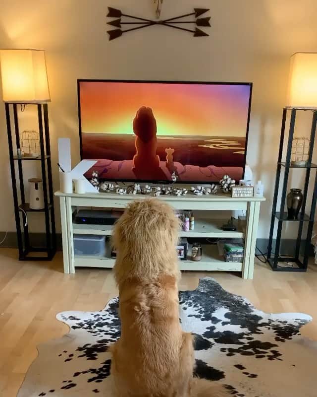 DogsOf Instagramのインスタグラム：「“Quarantine week 3: dress up as your favorite Disney character as you watch the movie” writes @hdbrosriley  #dogsofinstagram」