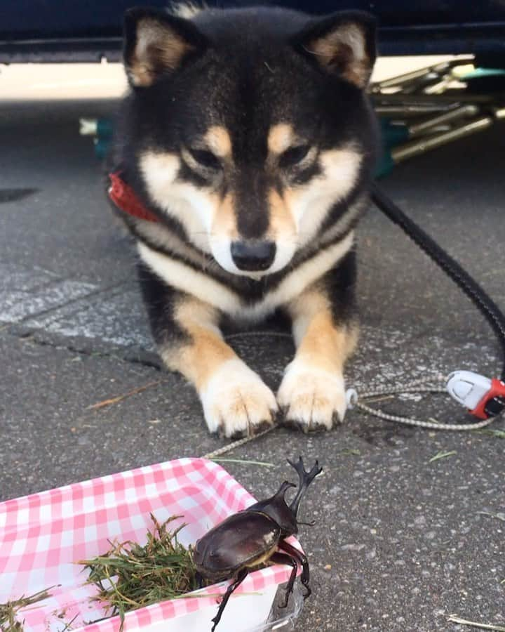 吾子のインスタグラム