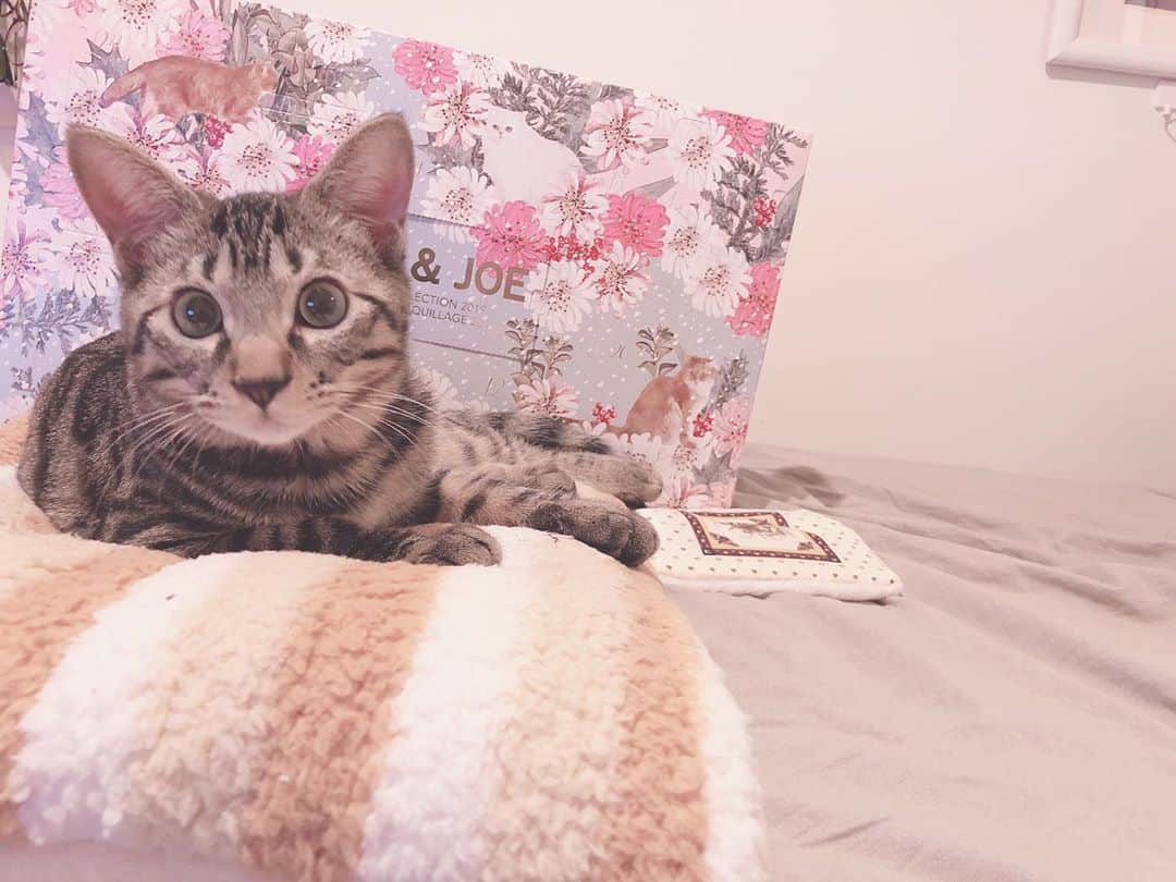 原奈津子さんのインスタグラム写真 - (原奈津子Instagram)「エドくん成長日記。  #猫　#ぬこ　#猫のいる暮らし  #猫好きな人と繋がりたい」5月20日 23時47分 - haranatsuko0706