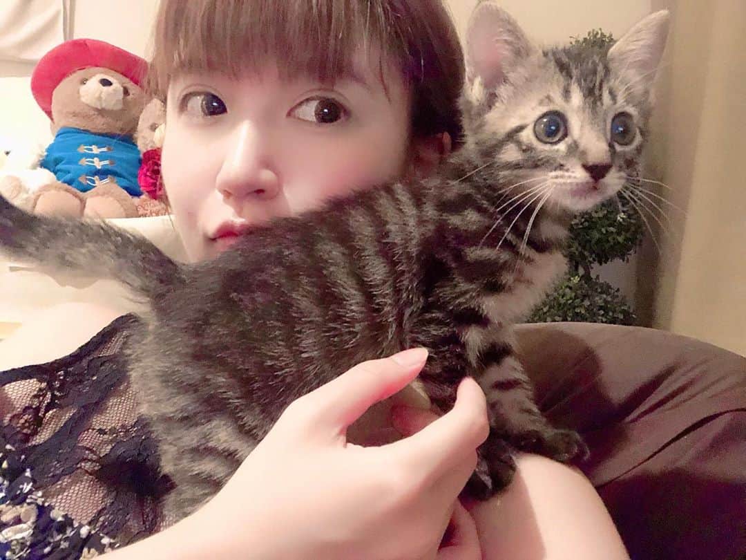 原奈津子さんのインスタグラム写真 - (原奈津子Instagram)「エドくん成長日記。  #猫　#ぬこ　#猫のいる暮らし  #猫好きな人と繋がりたい」5月20日 23時47分 - haranatsuko0706