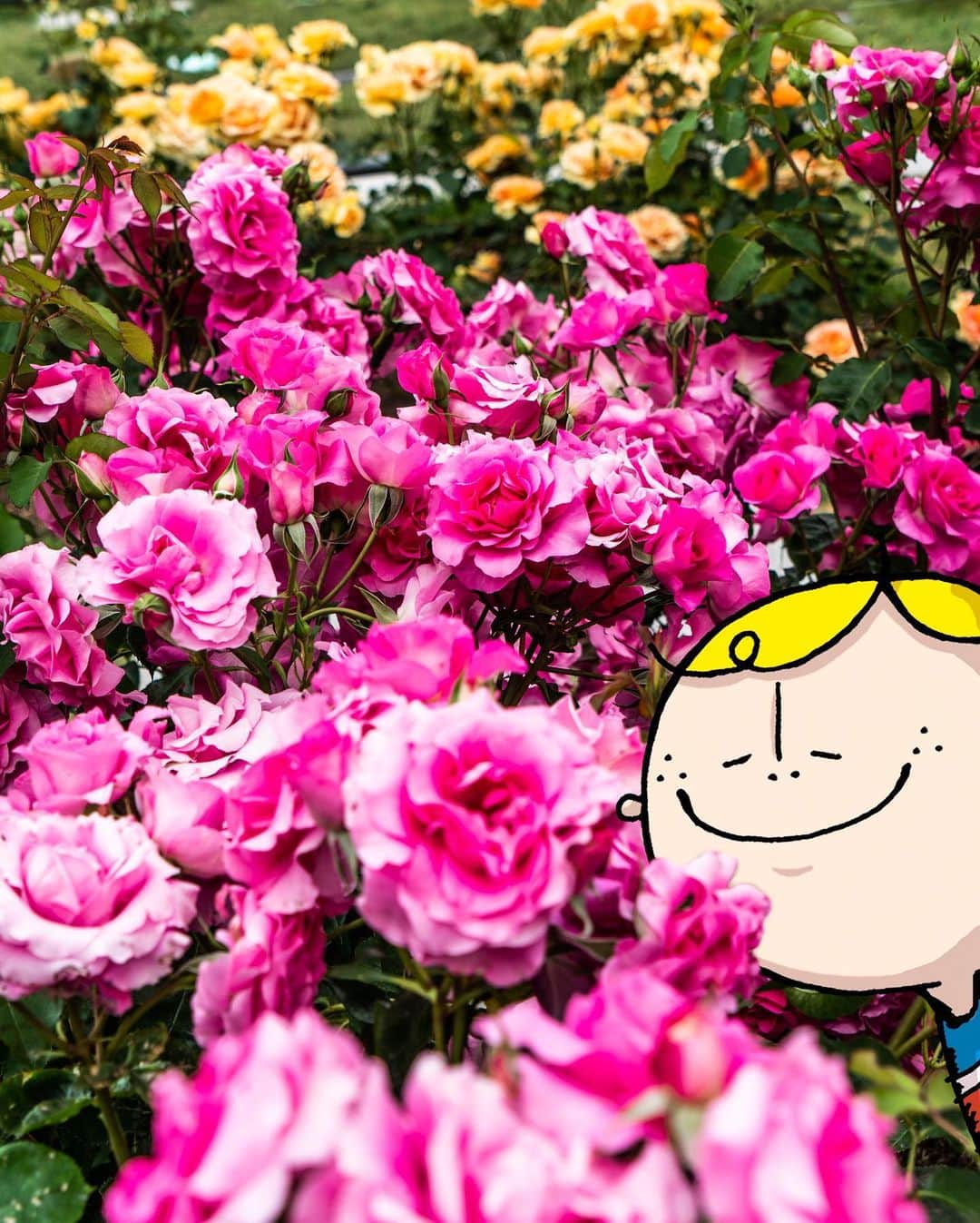 のインスタグラム：「The roses are beautiful here in the Nakanoshima Rose Garden! Enjoy the bright colors and pretty blossoms from the comfort of your home ♪  大阪市内最大級のバラ園が中之島にあるって知ってた？ 今の時期に見頃を迎える鮮やかなバラをステイホームで楽しんで♪ ————————————————————— #maido #withOsakaBob #OSAKA #osakatrip #japan #nihon #OsakaJapan #大坂 #오사카 #大阪 #Оsака #Осака #โอซาก้า  #大阪観光 #中之島バラ園　#nakanoshimarosegarden #バラ園 #rosegarden」