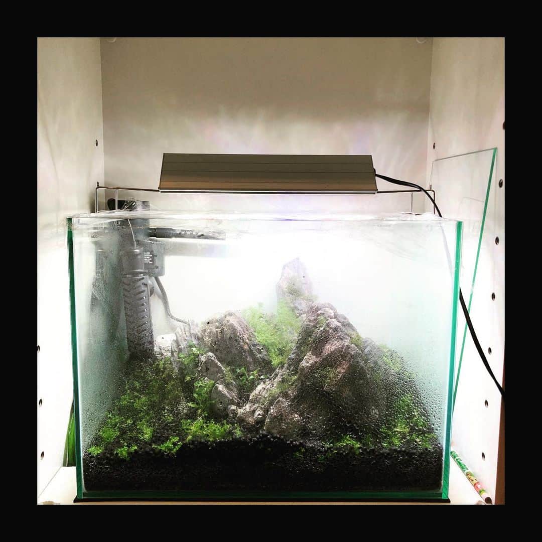 木田健太郎さんのインスタグラム写真 - (木田健太郎Instagram)「40×30×28水槽スタート！ 今回も石組みにチャレンジ。 ちょっと変わったレイアウトに挑戦してみようかと。 しっかり水草が伸びてきて、その時初めて成功するかしてないかが分かる感じなのでドキドキ。 今回もミスト式でしっかり水草を根付かせてから注水するつもり。 使用した水草は ・ニューラージパールグラス ・ストロギネレペンス ・プレミアムモス ・ミリオフィラムガイアナドワーフ ・ロタラsp.hara  一ヶ月後くらいに注水予定。 さーて、どうなるか楽しみ  #アクアリウム  #aquarium  #ニューラージパールグラス  #ストロギネレペンス  #プレミアムモス  #ロタラsphra  #ミリオフィラムガイアナドワーフ  #石組みレイアウト  #ミスト式  #waterplants」5月21日 0時02分 - kidaken_rtb
