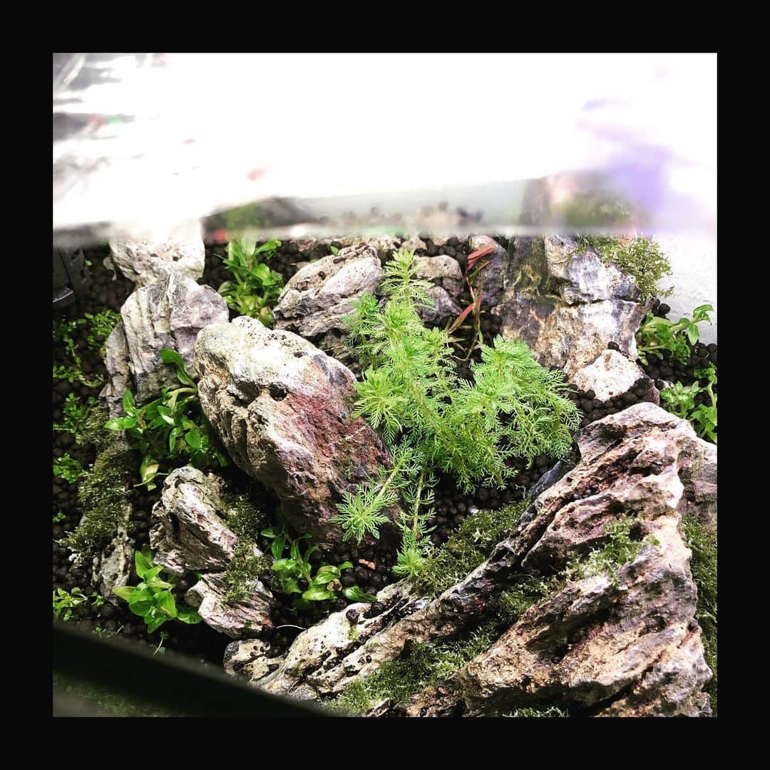 木田健太郎さんのインスタグラム写真 - (木田健太郎Instagram)「40×30×28水槽スタート！ 今回も石組みにチャレンジ。 ちょっと変わったレイアウトに挑戦してみようかと。 しっかり水草が伸びてきて、その時初めて成功するかしてないかが分かる感じなのでドキドキ。 今回もミスト式でしっかり水草を根付かせてから注水するつもり。 使用した水草は ・ニューラージパールグラス ・ストロギネレペンス ・プレミアムモス ・ミリオフィラムガイアナドワーフ ・ロタラsp.hara  一ヶ月後くらいに注水予定。 さーて、どうなるか楽しみ  #アクアリウム  #aquarium  #ニューラージパールグラス  #ストロギネレペンス  #プレミアムモス  #ロタラsphra  #ミリオフィラムガイアナドワーフ  #石組みレイアウト  #ミスト式  #waterplants」5月21日 0時02分 - kidaken_rtb