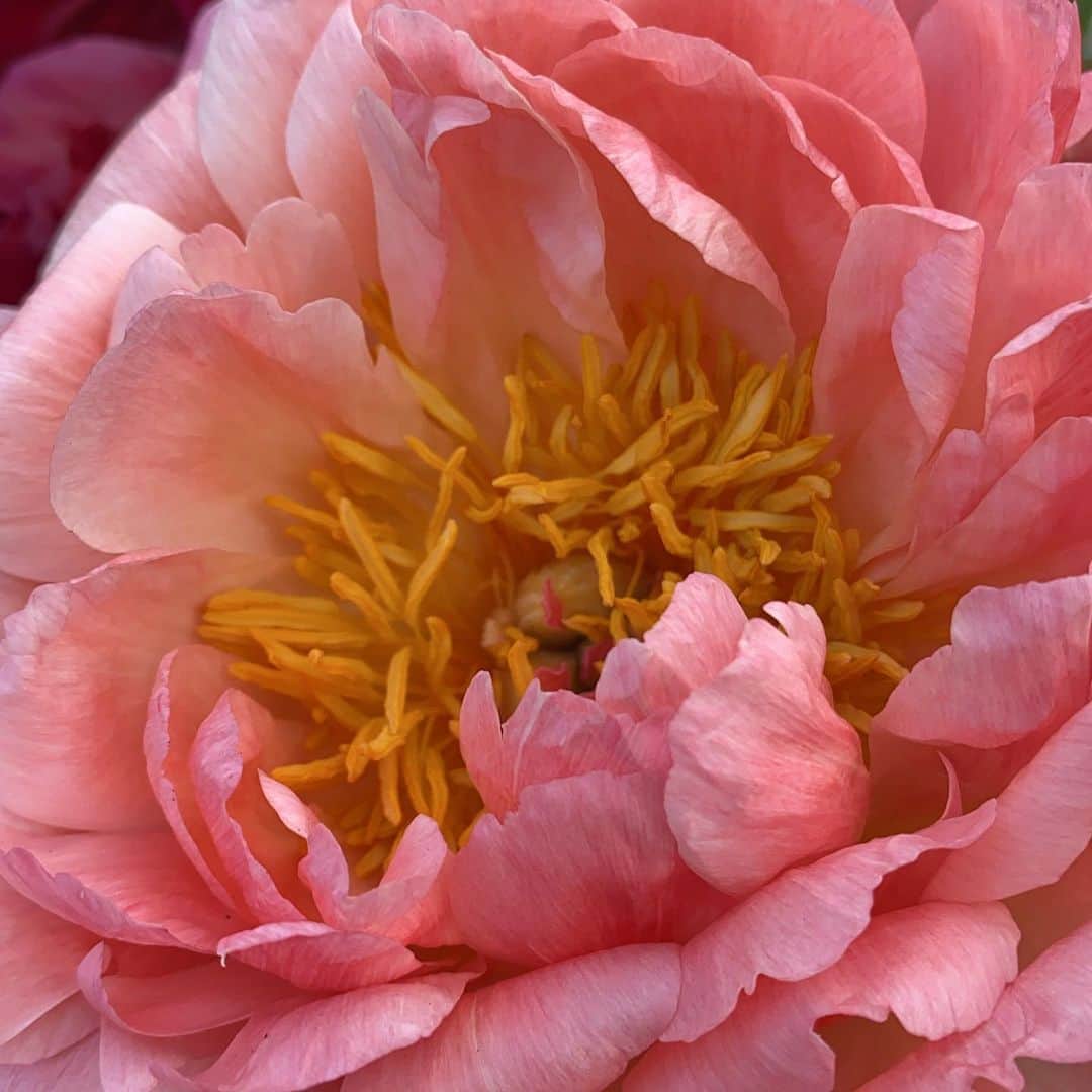 アムステルダム・タトゥー・ミュージアムのインスタグラム：「In our own garden wish you al wel#louiseschiffmacher」