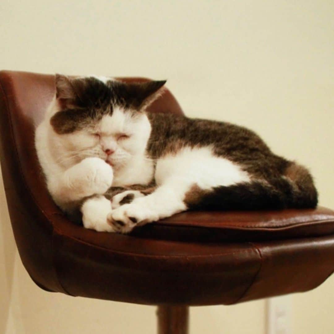 OKAさんのインスタグラム写真 - (OKAInstagram)「もしもし〜、まだ起きてる？  #真夜中のまこやん #mako_memorial  #いい夢みてね #まこという名の不思議顔の猫」5月21日 0時13分 - ytrpics