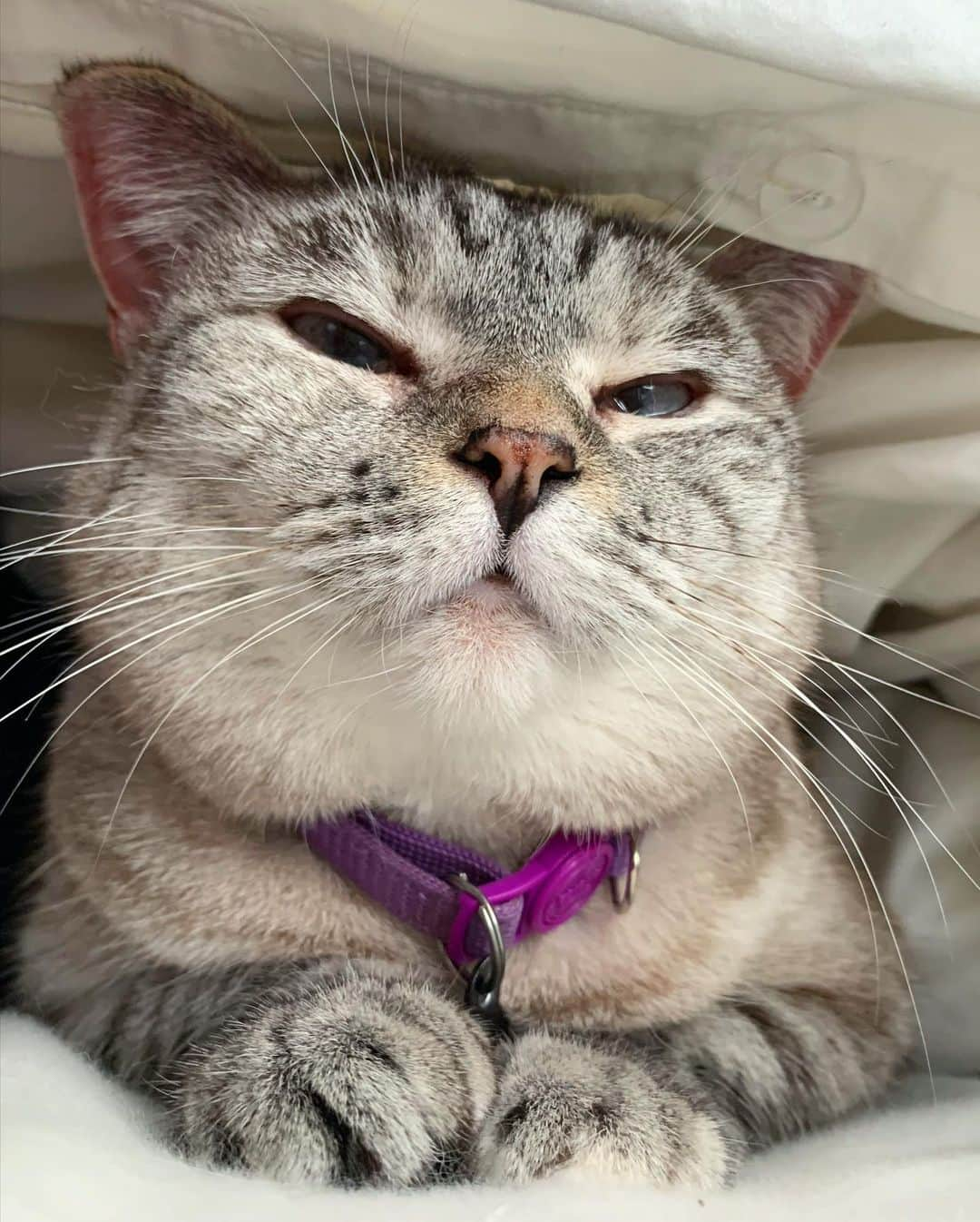 nala_catさんのインスタグラム写真 - (nala_catInstagram)「Boop my nose ❤️ #sleepyhead #thismorning  www.lovenala.com」5月21日 0時27分 - nala_cat