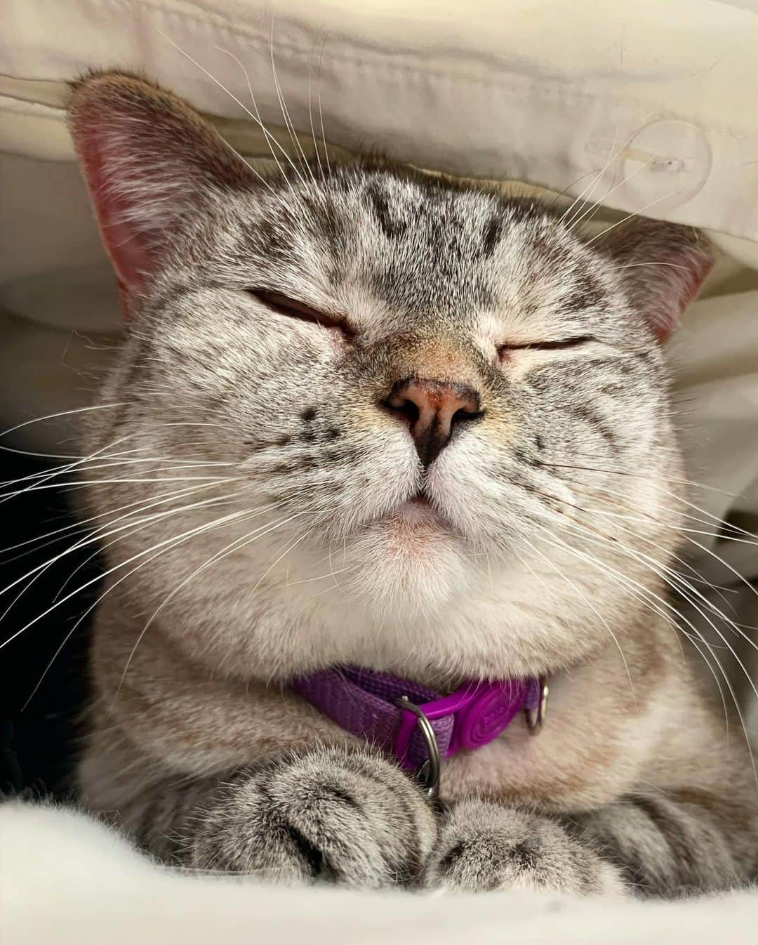 nala_catさんのインスタグラム写真 - (nala_catInstagram)「Boop my nose ❤️ #sleepyhead #thismorning  www.lovenala.com」5月21日 0時27分 - nala_cat