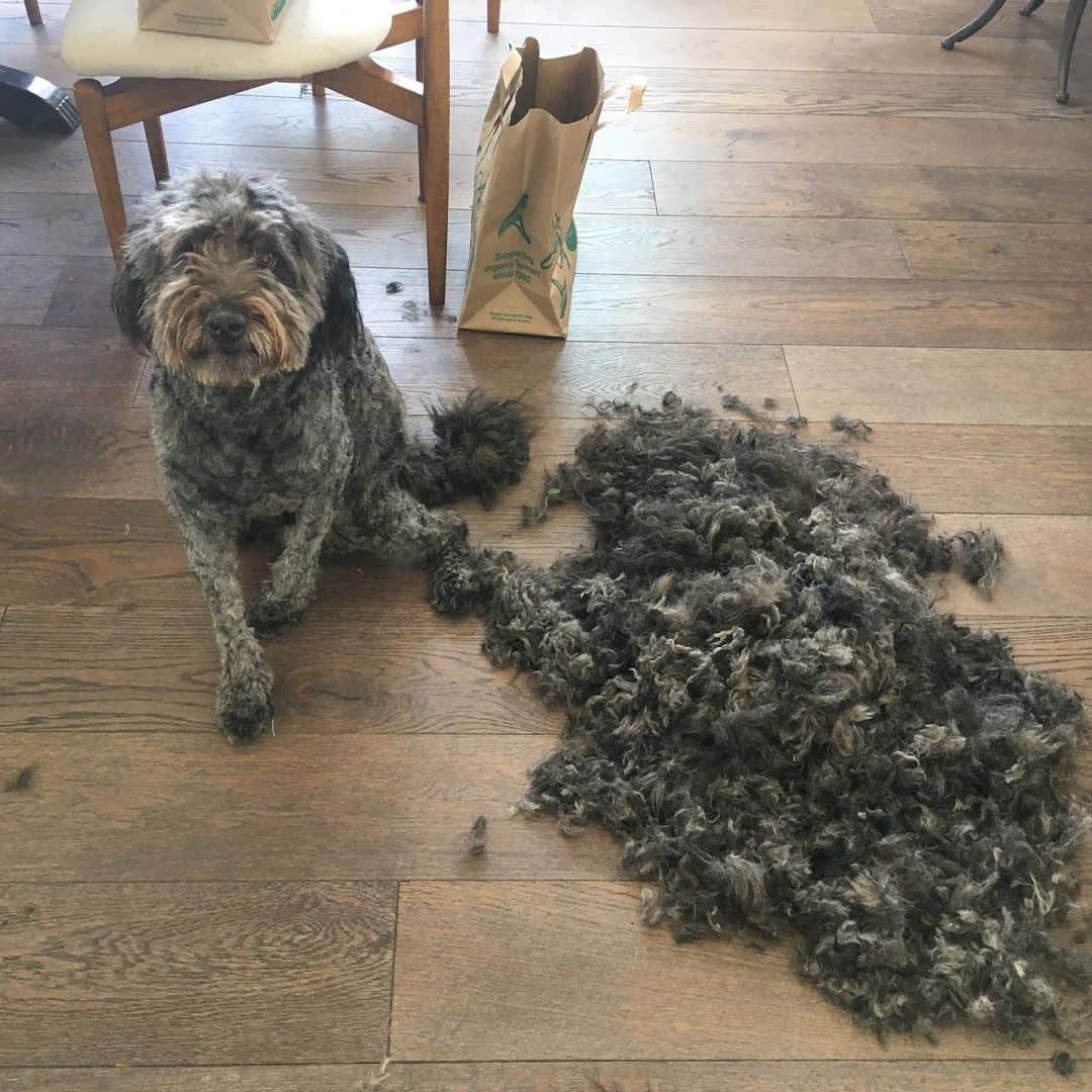 のインスタグラム：「#diygrooming (I think he still loves me...)」