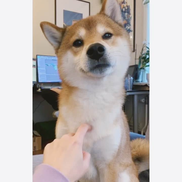 ?Fricko the Shiba Inu?のインスタグラム：「It’s tickly,stop it!😫 🐾 🐾 🐾 #Fricko #🐶 #☀️ #shiba #shibainu #dog #柴犬 #赤柴  #adorable #shibalovers #shibaholics  #dogoftheday  #weeklyfluff #aww #dogstagram  #dogscorner #puppiesofinstagram #shibapuppy」