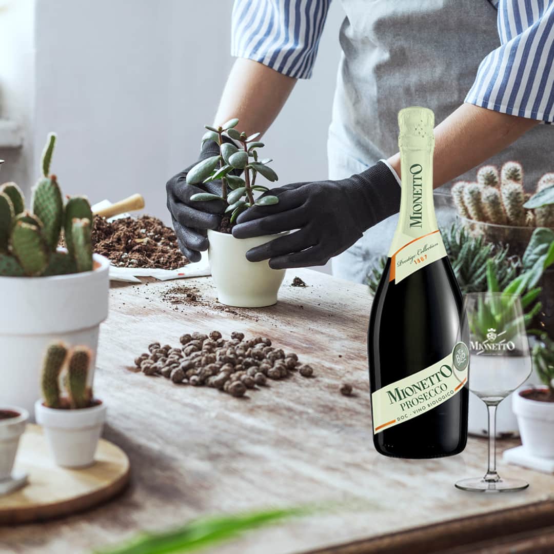 のインスタグラム：「Anche noi amiamo la natura e i suoi frutti. Così nasce il nostro Prosecco DOC BIO Extra Dry - Luxury Collection - ottenuto con il 100% di uve provenienti da coltivazione biologica.  Se lo vuoi assaggiare, non solo durante l’aperitivo ma anche in un momento di relax come il giardinaggio domestico, contatta il Wine Shop Mionetto chiamando lo 0423 970813 (ci trovi dal lunedì al venerdì, dalle 10 alle 17) oppure scrivendo a wineshop@mionetto.it  #mionettoprosecco #mionettoinsieme  Bevi Mionetto responsabilmente」