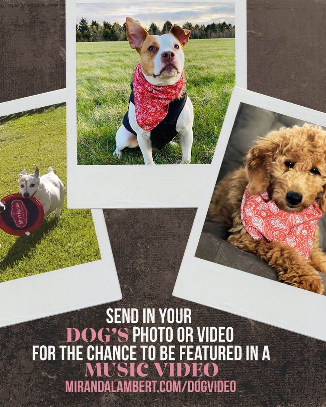 ミランダ・ランバートさんのインスタグラム写真 - (ミランダ・ランバートInstagram)「Happy #NationalRescueDogDay from me and my fur babies!!! We’re creating a music video to celebrate. Share photos & videos of you and your dogs at  mirandalambert.com/dogvideo to get involved!」5月21日 1時12分 - mirandalambert