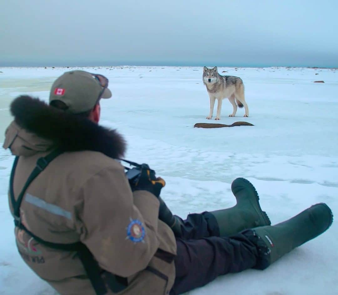 National Geographic Travelさんのインスタグラム写真 - (National Geographic TravelInstagram)「Photo by @bertiegregory | Wildlife guide Steve Schellenberg shares a moment with a wild gray wolf on the west coast of the Hudson Bay, Canada. This particular wolf is part of a pack that takes on polar bears. They’re the only pack in the world known to do this. This pack was bold, but whenever they came over to investigate us, we felt zero aggression, just curiosity.  We humans have done terrible things to wolves. It’s estimated that in 1600, there were two million wolves in North America. Due to 400 years of systematic extermination, there are now just 80,000. There is hope that they are making a comeback, but they still need us to stop persecuting them. These top predators keep herbivore populations in check, allowing countless other species to thrive. Follow @bertiegregory for more wildlife adventures. #wildlife #animals #wolves #snow #canada」5月21日 1時17分 - natgeotravel