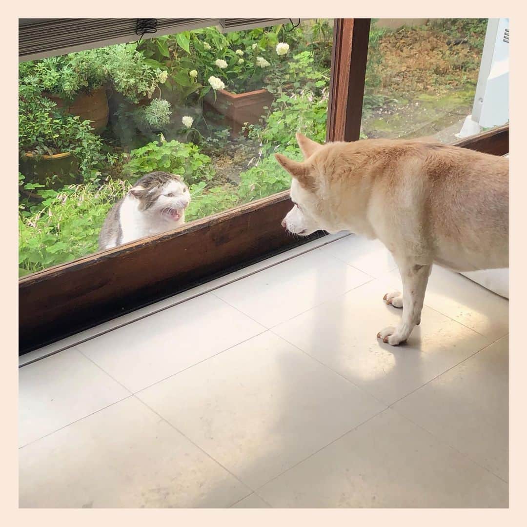 パンといっぴきのインスタグラム：「#雑種犬 #元保護犬 #crossbreed #mixdog #地域猫　#キジ白」