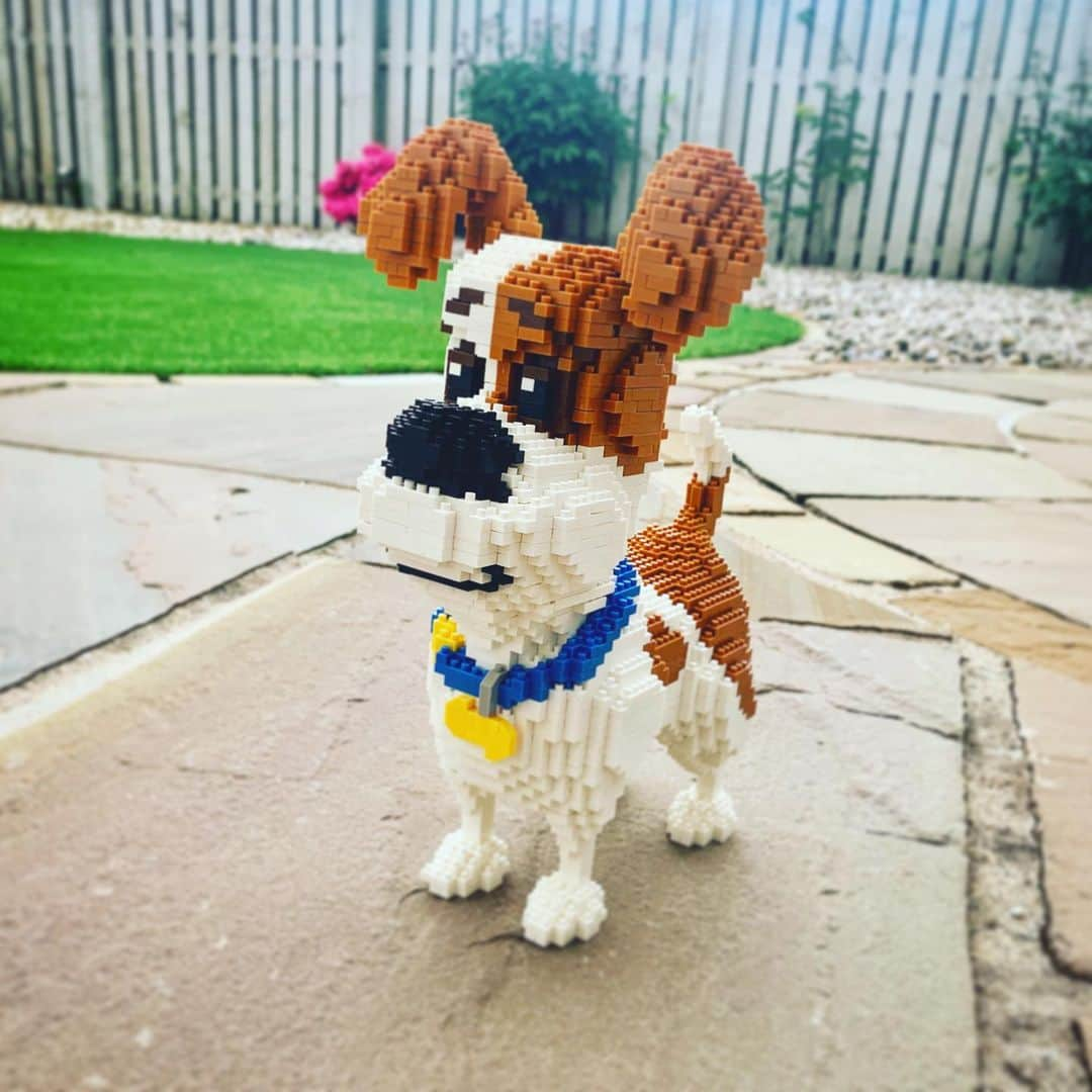 イブ・ミュアヘッドさんのインスタグラム写真 - (イブ・ミュアヘッドInstagram)「We are finally complete 🐶  Meet my wee lego quarantine pal!! Now we need a name, suggestions please?! 😊 #lego #dog #stayathome」5月21日 2時29分 - evemuirhead