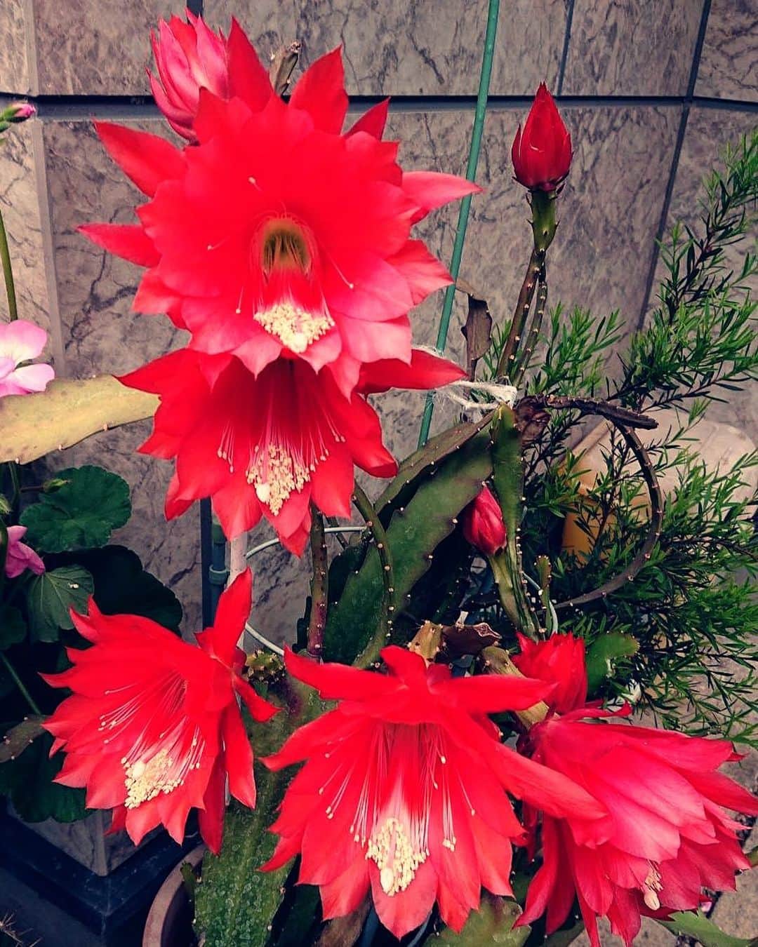 椎名佐千子のインスタグラム：「サボテンの花 こわいくらい美しい…。 #サボテンの花  #初めてみたかも  #美しい」