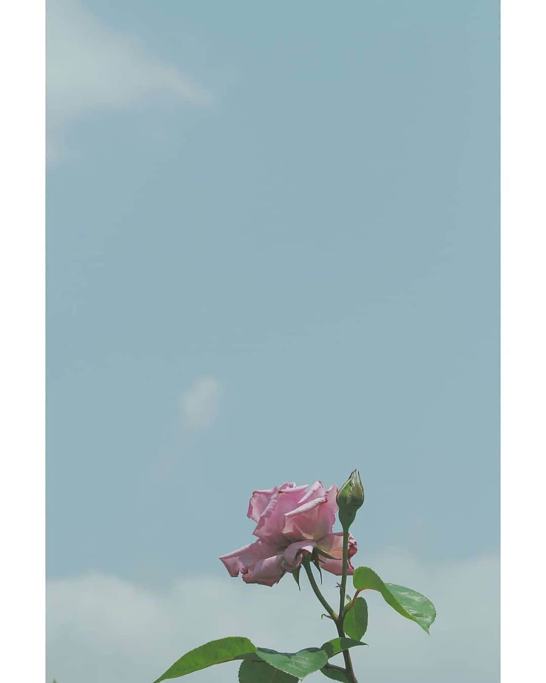 福山市【公式】さんのインスタグラム写真 - (福山市【公式】Instagram)「. 今日5月21日は「ばらの日」💐 大切な人に感謝の気持ちを伝えましょう❣️ . Location　春日池公園 Photo by @_yuta_iii （福山アンバサダー） #ばら #ばらのまち #福山 #福山市 #広島 #広島県 #fukuyama #Hiroshima #rose」5月21日 13時48分 - fukuyama_city
