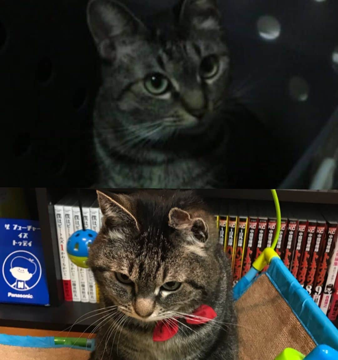 長谷川プリティ敬祐のインスタグラム：「猫って一緒に暮らしてると似てくるもので、子猫だった11年前に比べて明らかに目つきが悪くなったし丸くなったし、ずっと小せぇ。なんでだ。」