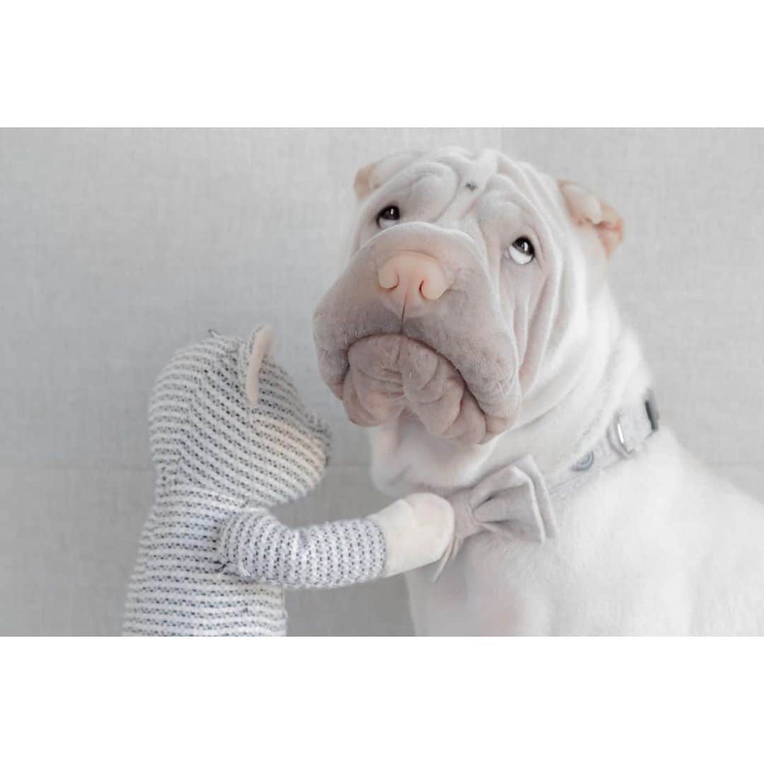 annie&pADdinGtoNさんのインスタグラム写真 - (annie&pADdinGtoNInstagram)「Teddy never lets me go out with a crooked bow tie #hurryup #imgoingtobelateteddy #fankyou #dogbowtie #cute ##sharpei #sharpeisofinstagram #maxbone #sharpeilove #topdog #instagood #weeklyfluff #wrinkles #teddy #dogtoy #pastel #dog #dogs #dogsofinstagram #cutepetsclub #date #iloveyoutothemoonandback」5月21日 13時35分 - anniepaddington