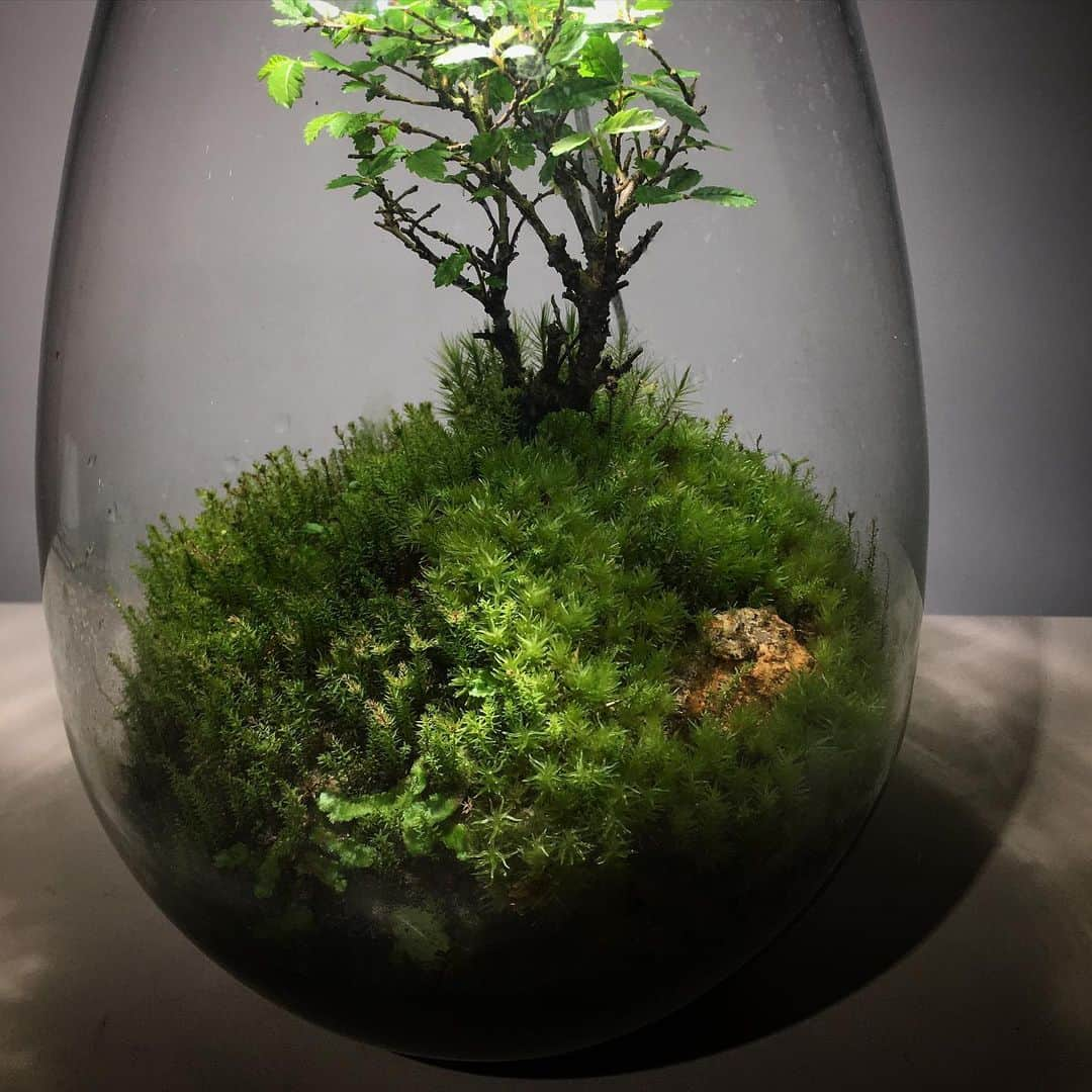 Mosslight-LEDさんのインスタグラム写真 - (Mosslight-LEDInstagram)「#mosslight#モスライト#苔#コケ#mossy#mossa#moss#terrarium #テラリウム#indoorgreen#plants#コケテラリウム#苔テラリウム#mossterrarium#mossarium#照明器具#lightingfixture#コケあかり#LED照明付テラリウム#パルダリウム#paludarium#インドアグリーン#照明デザイン#mosslightled#indoorgreens#インテリアグリーン」5月21日 5時19分 - mosslight1955